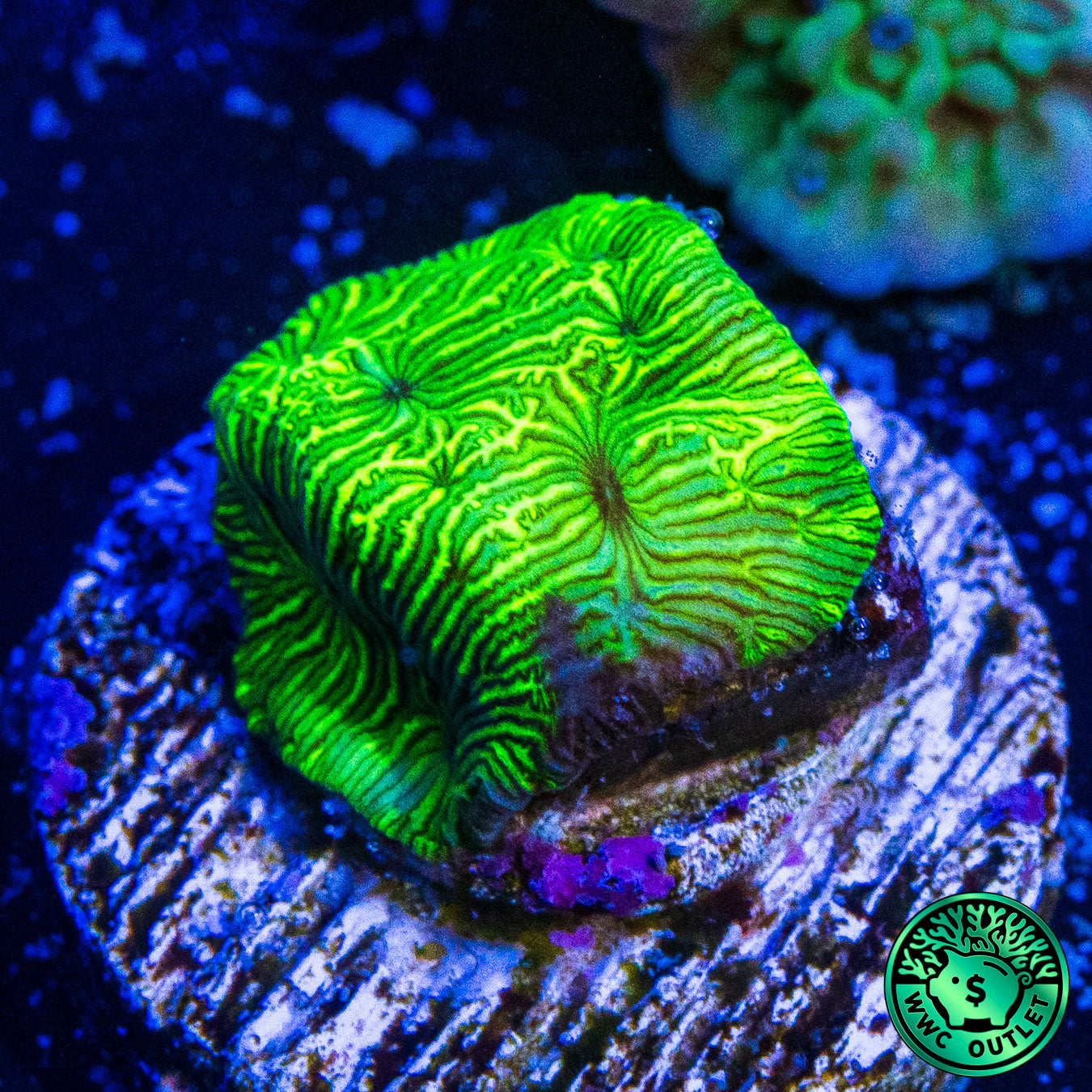 WWC Flubber Leptoseris Coral