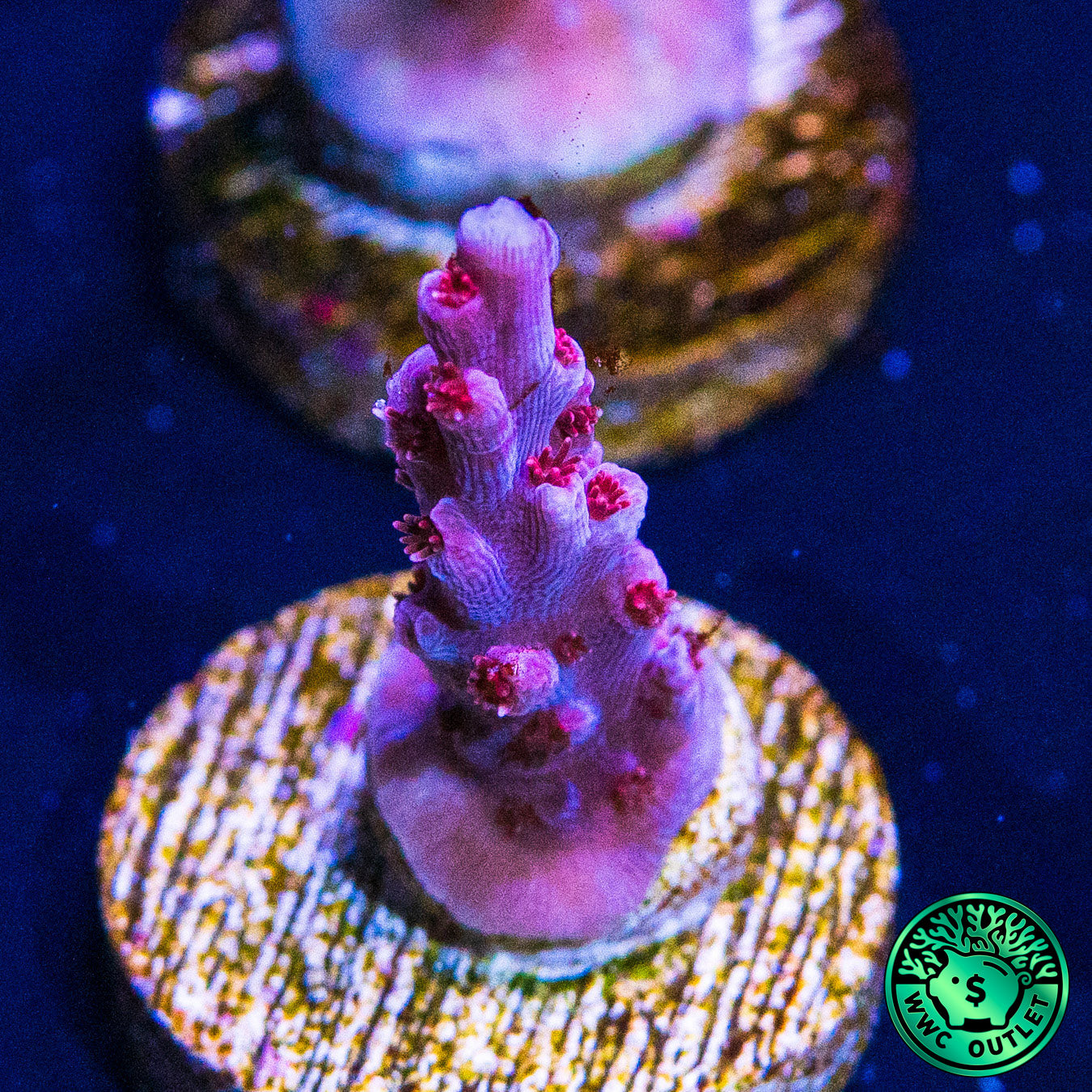 WWC Frozen Rose Acropora