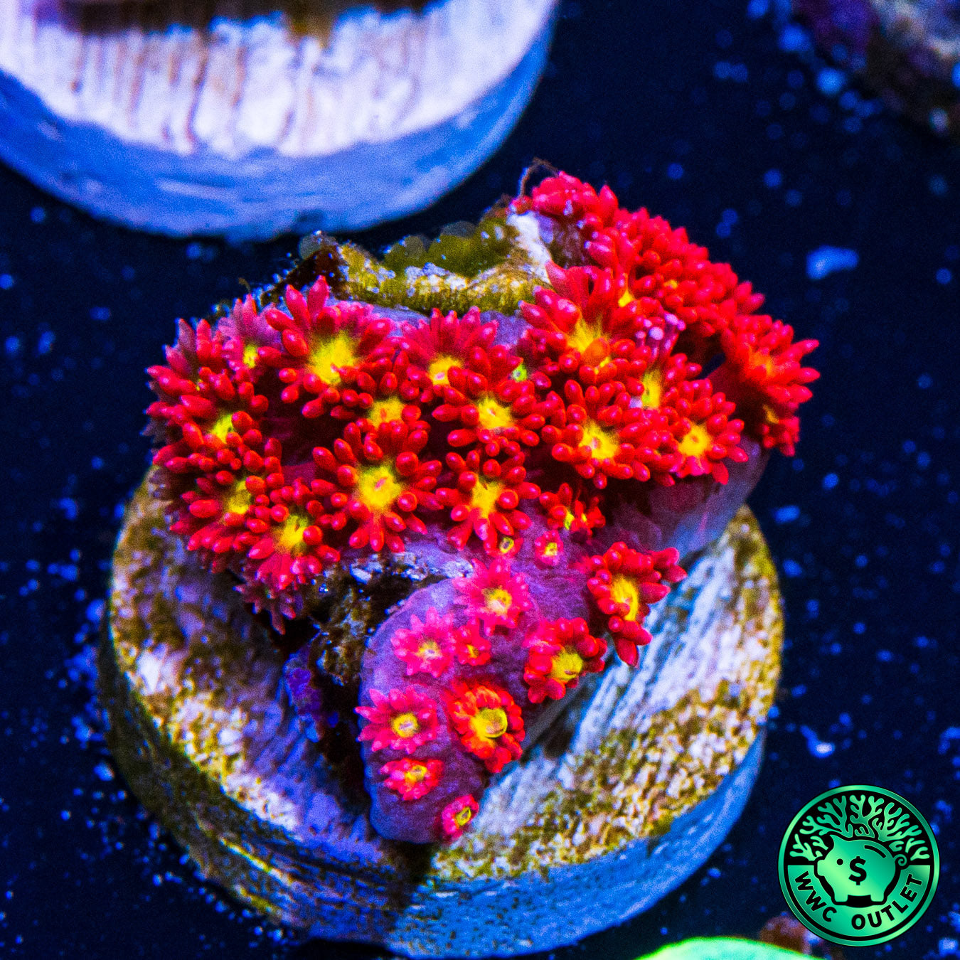 WWC Fruit Loops Micro Goniopora Coral