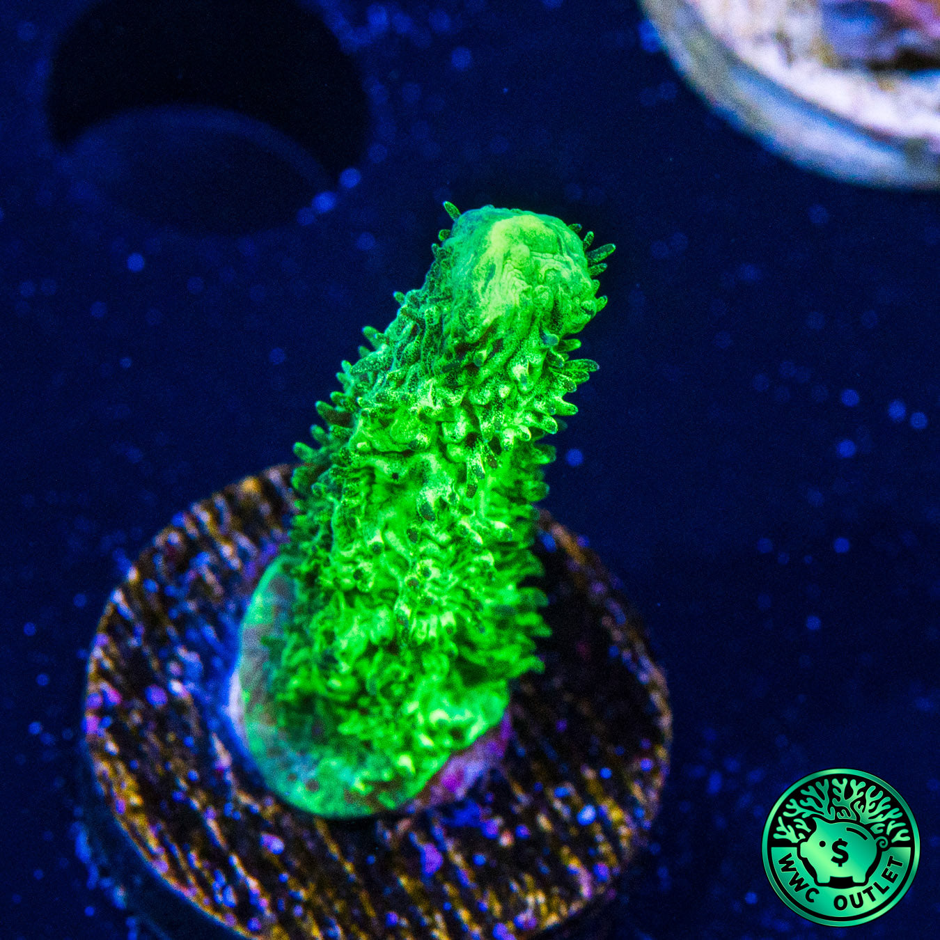 WWC Glowstick Hydnophora Coral