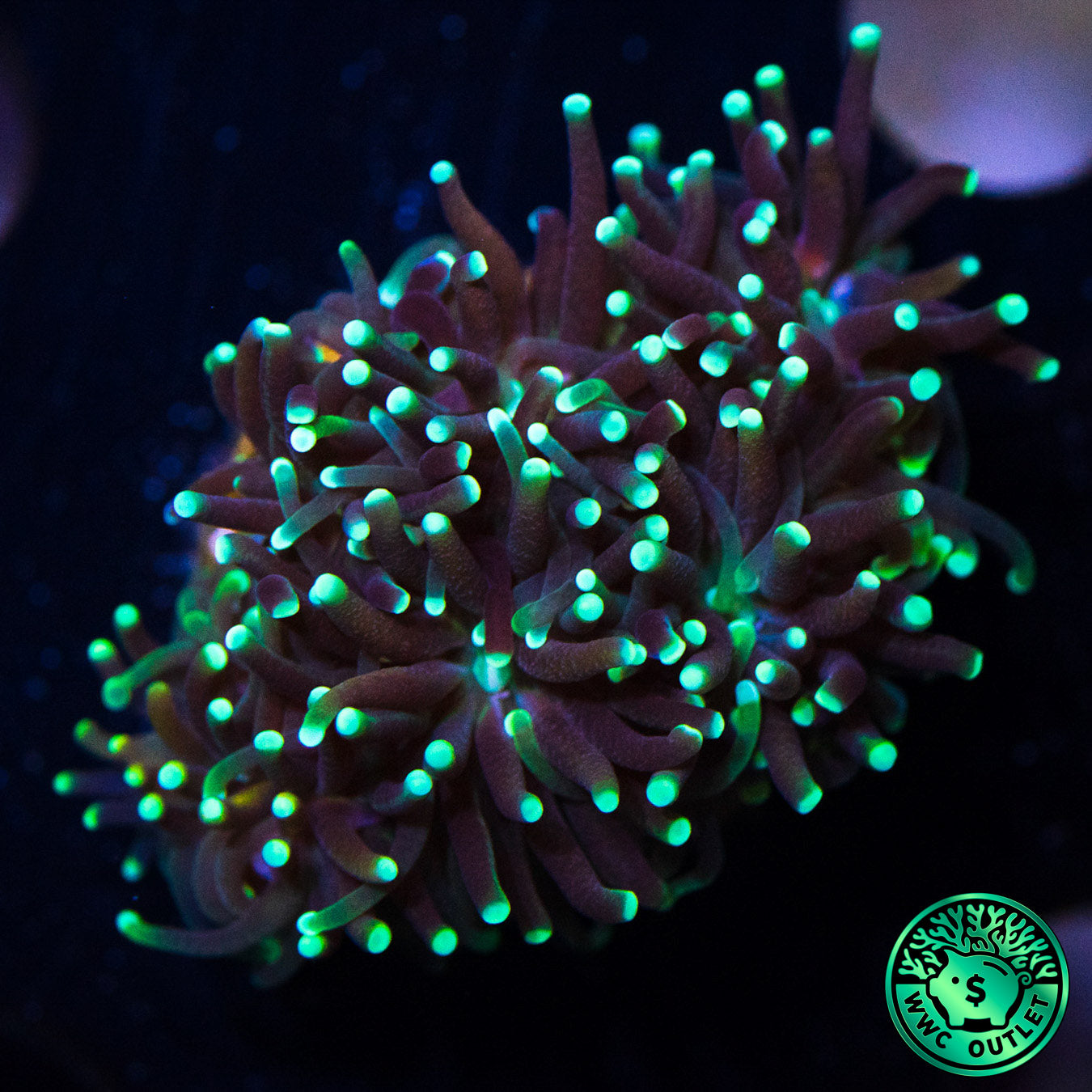 WWC Goblin Galaxea Coral