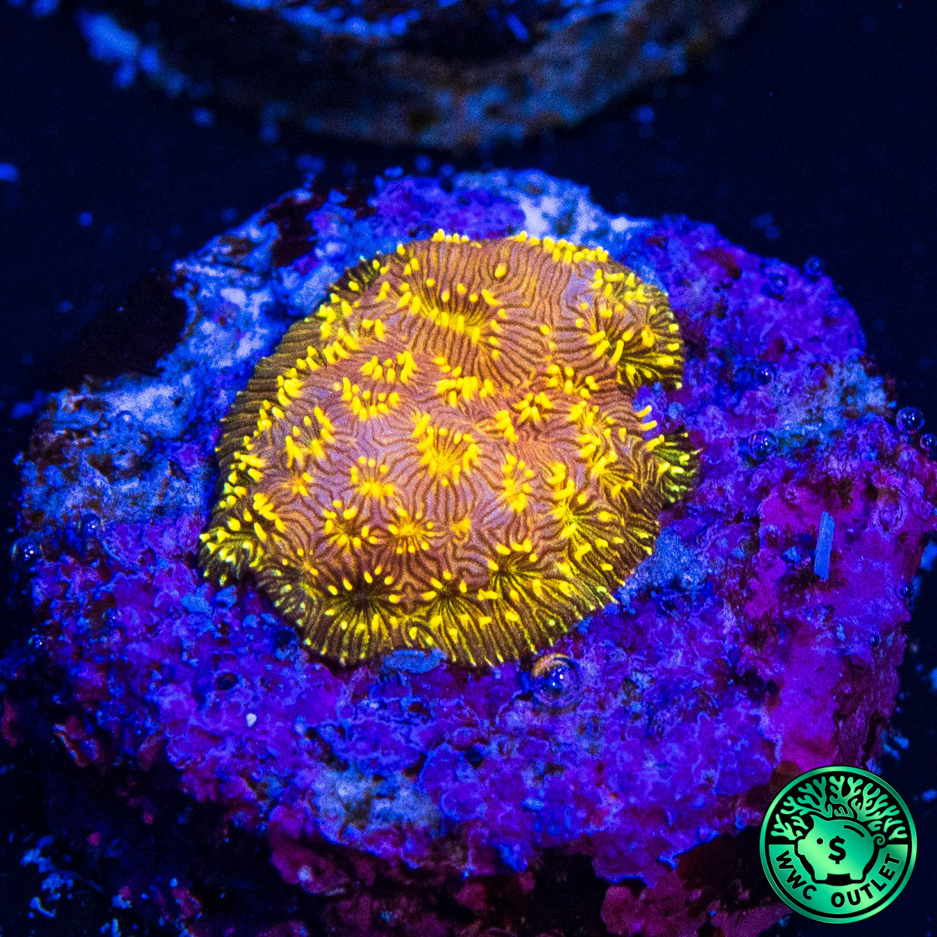 WWC Golden Pavona Coral