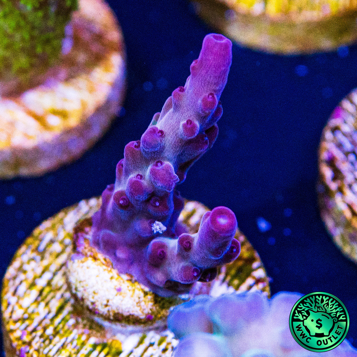 WWC Good Ol Grimmus Acropora