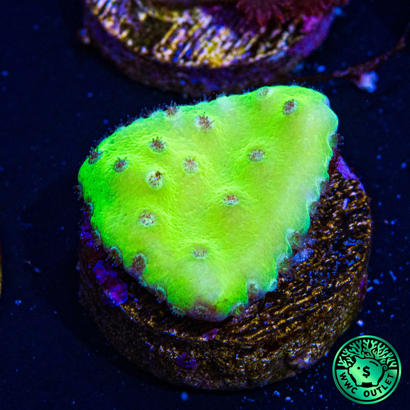 WWC Green Fire Turbinaria Coral