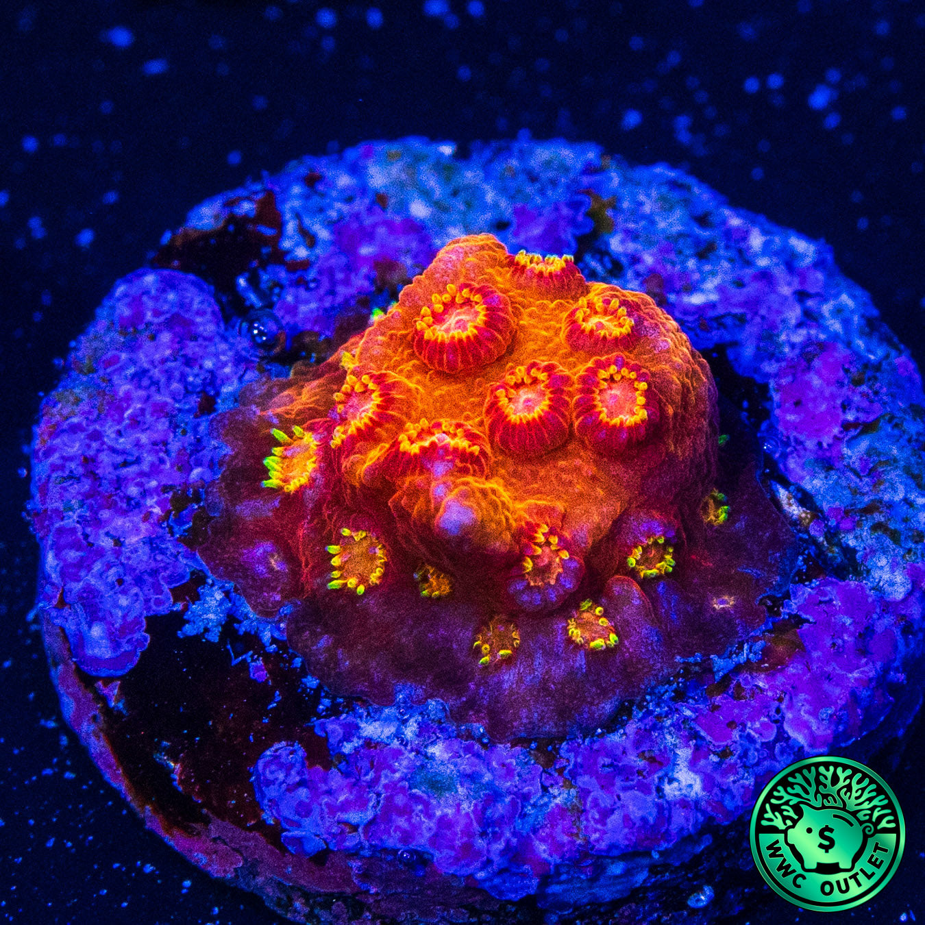 WWC Hi-Cee Cyphastrea Coral