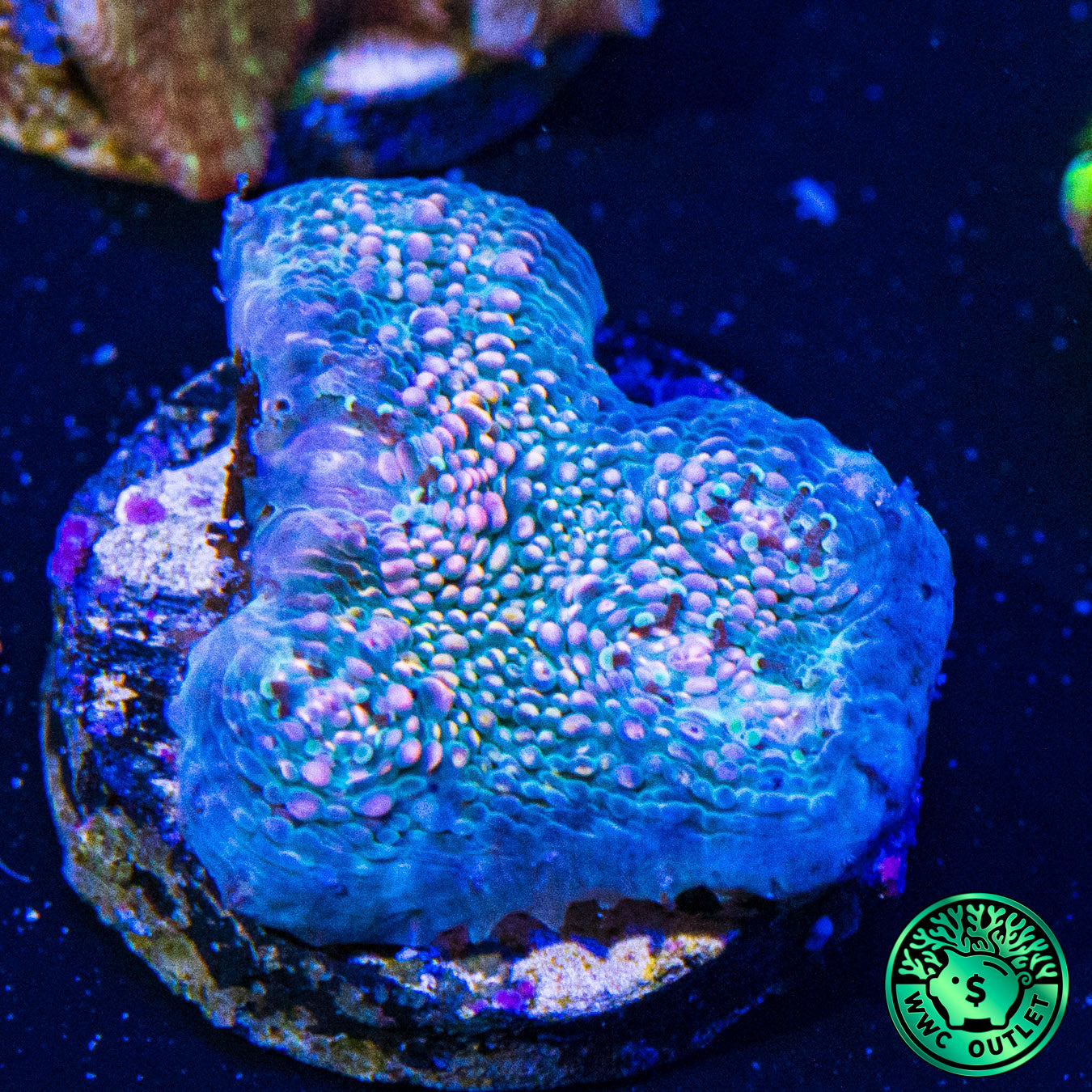WWC Hologram Chalice Coral