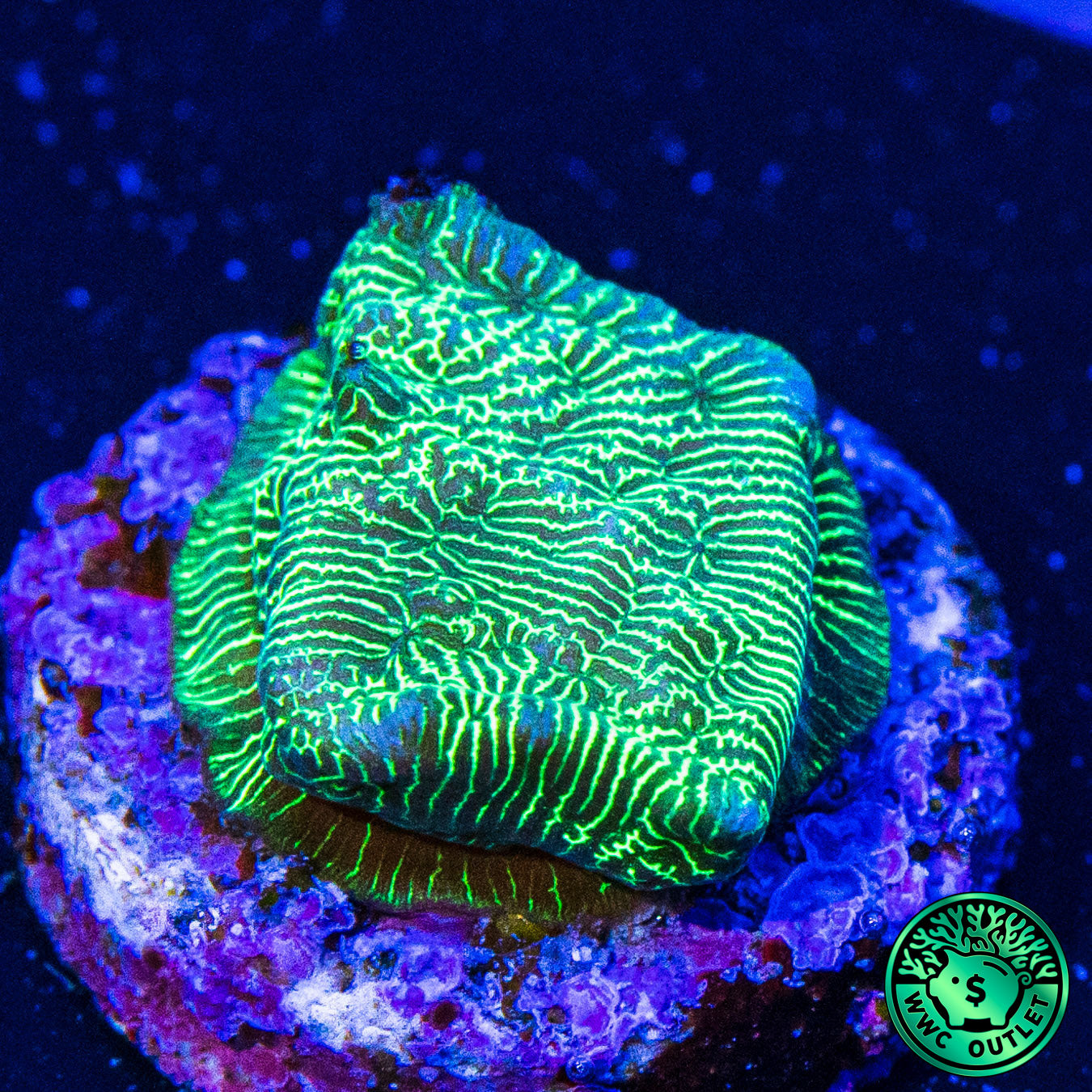 WWC Hulk Leptoseris Coral