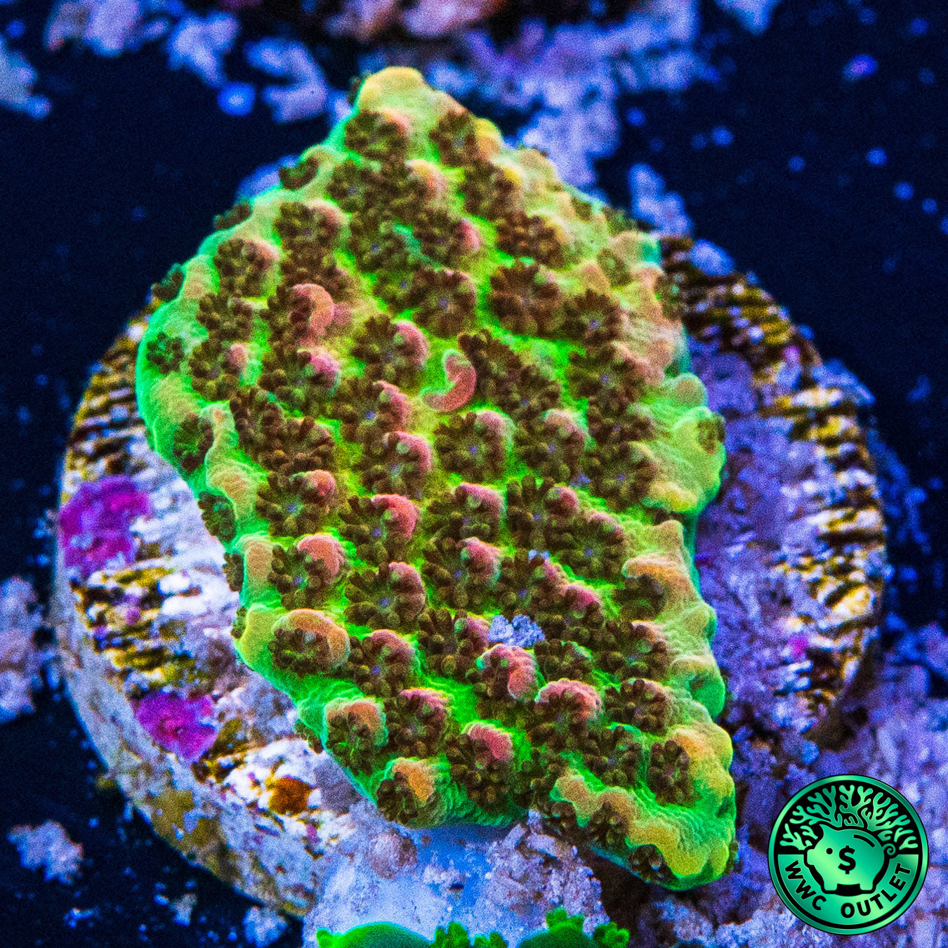 WWC Jello Shot Cookie Acropora