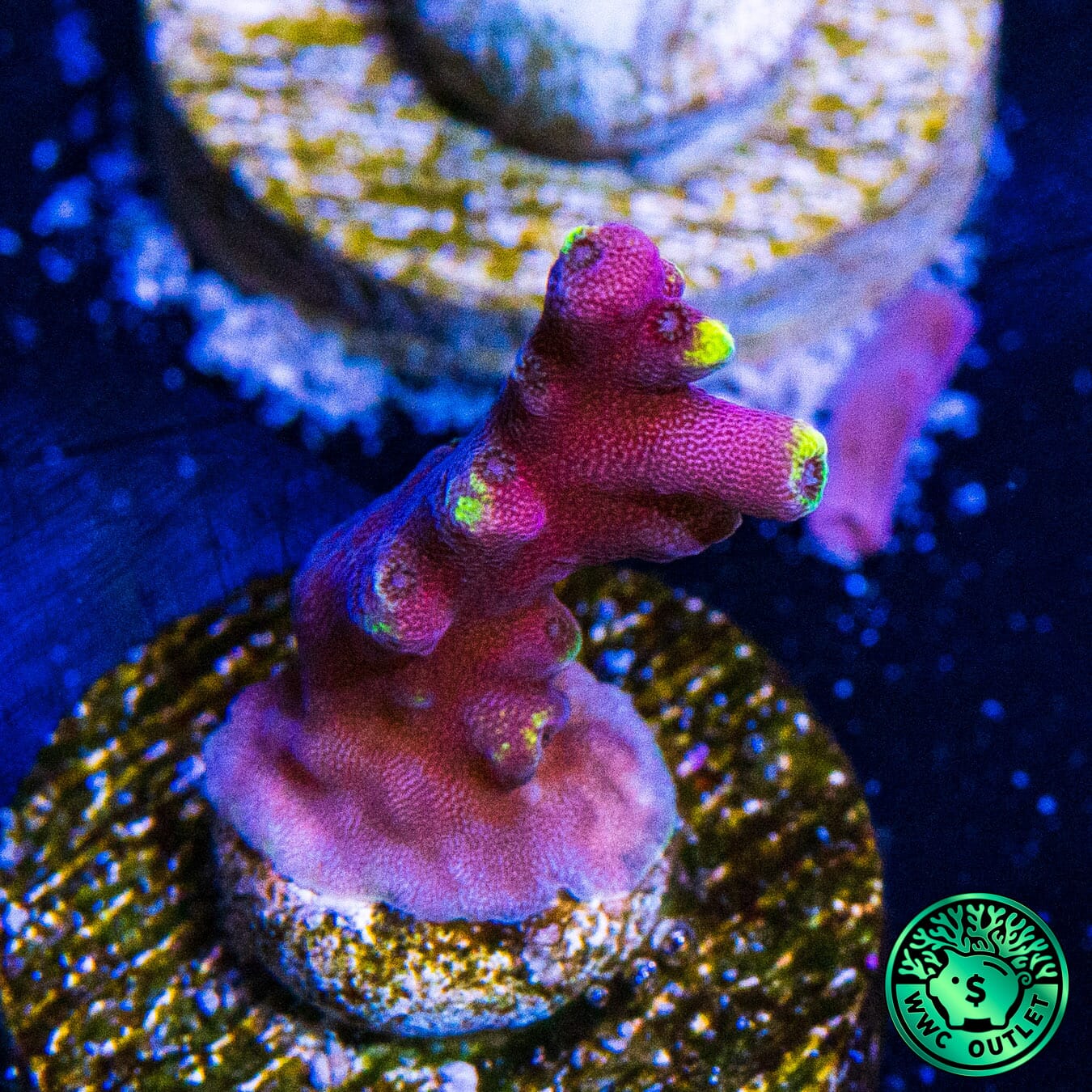 WWC Kobe Bean Acropora