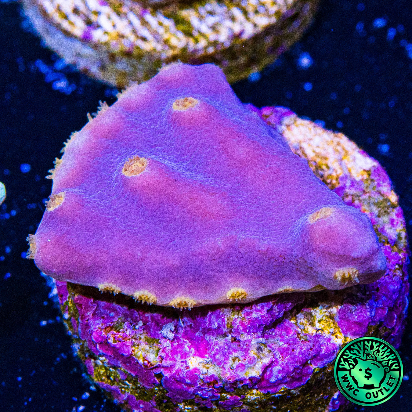 WWC Lakerz Turbinaria Coral