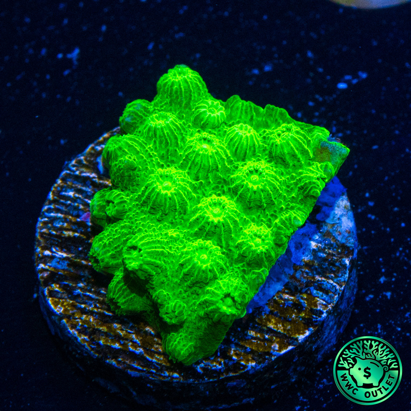 WWC Lime Green Cyphastrea Coral