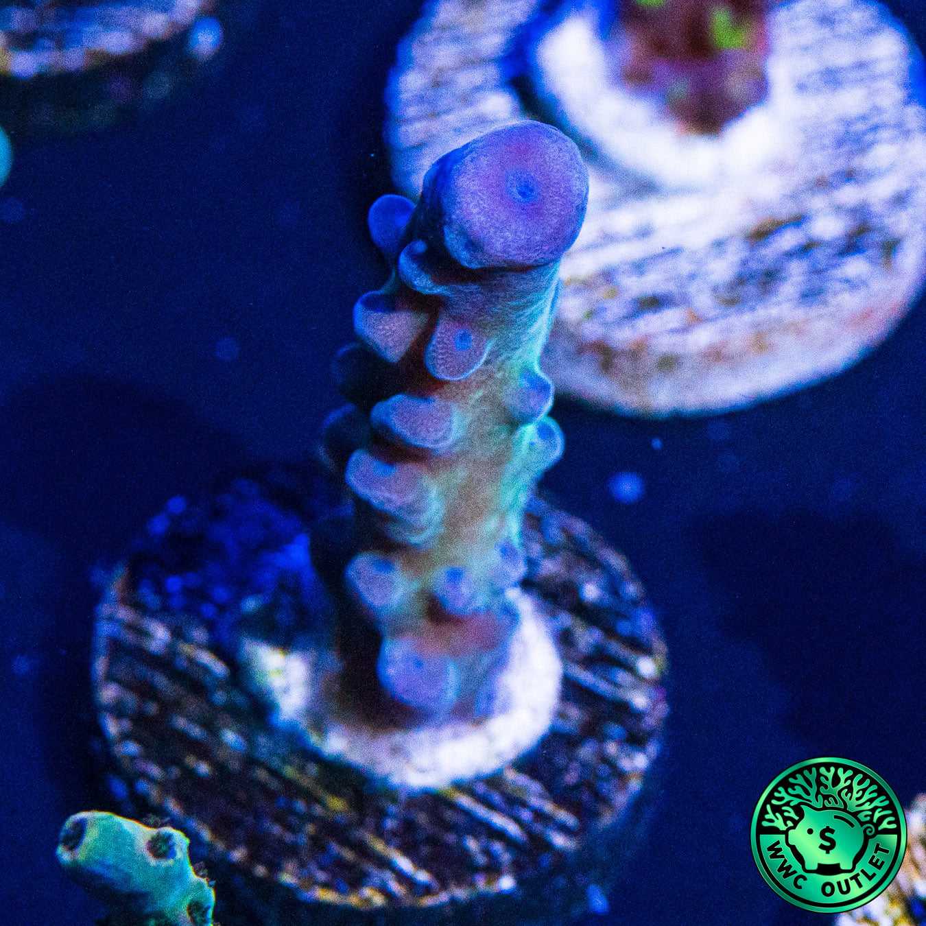 WWC Madman Austera Acropora