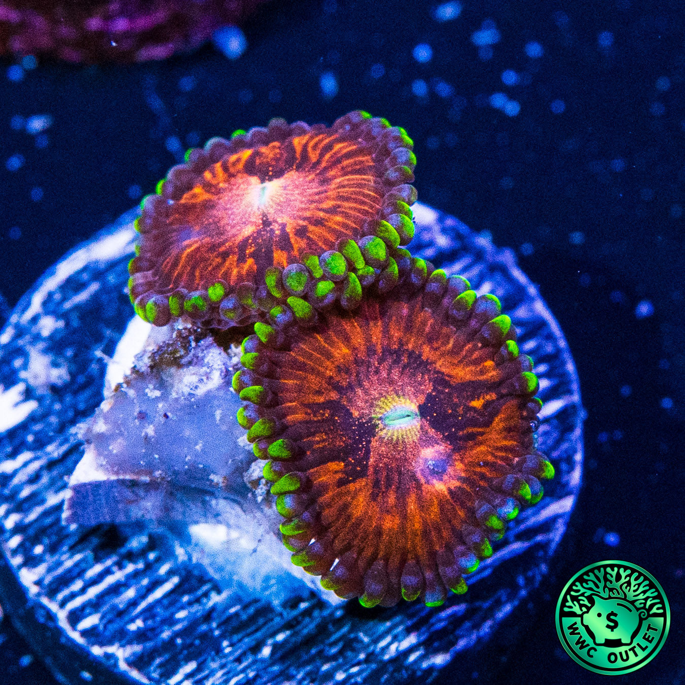 WWC Mambo Jambo Zoanthids