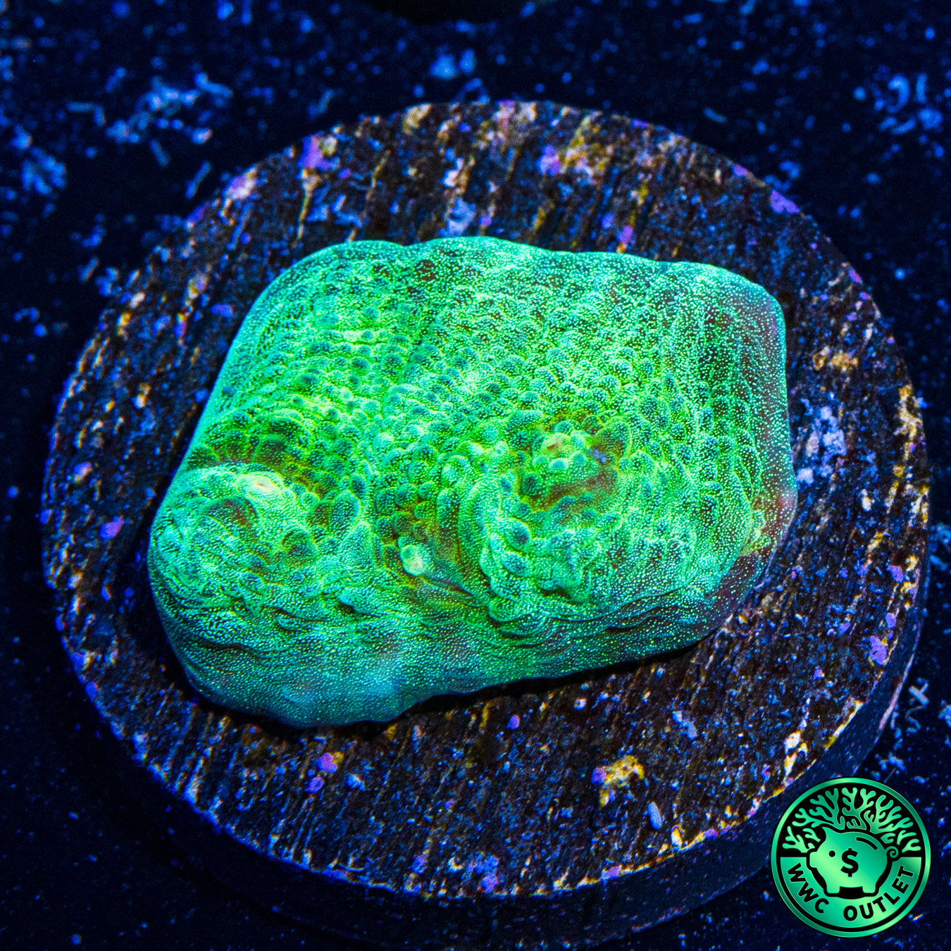 WWC Mint Drip Mycedium Chalice Coral