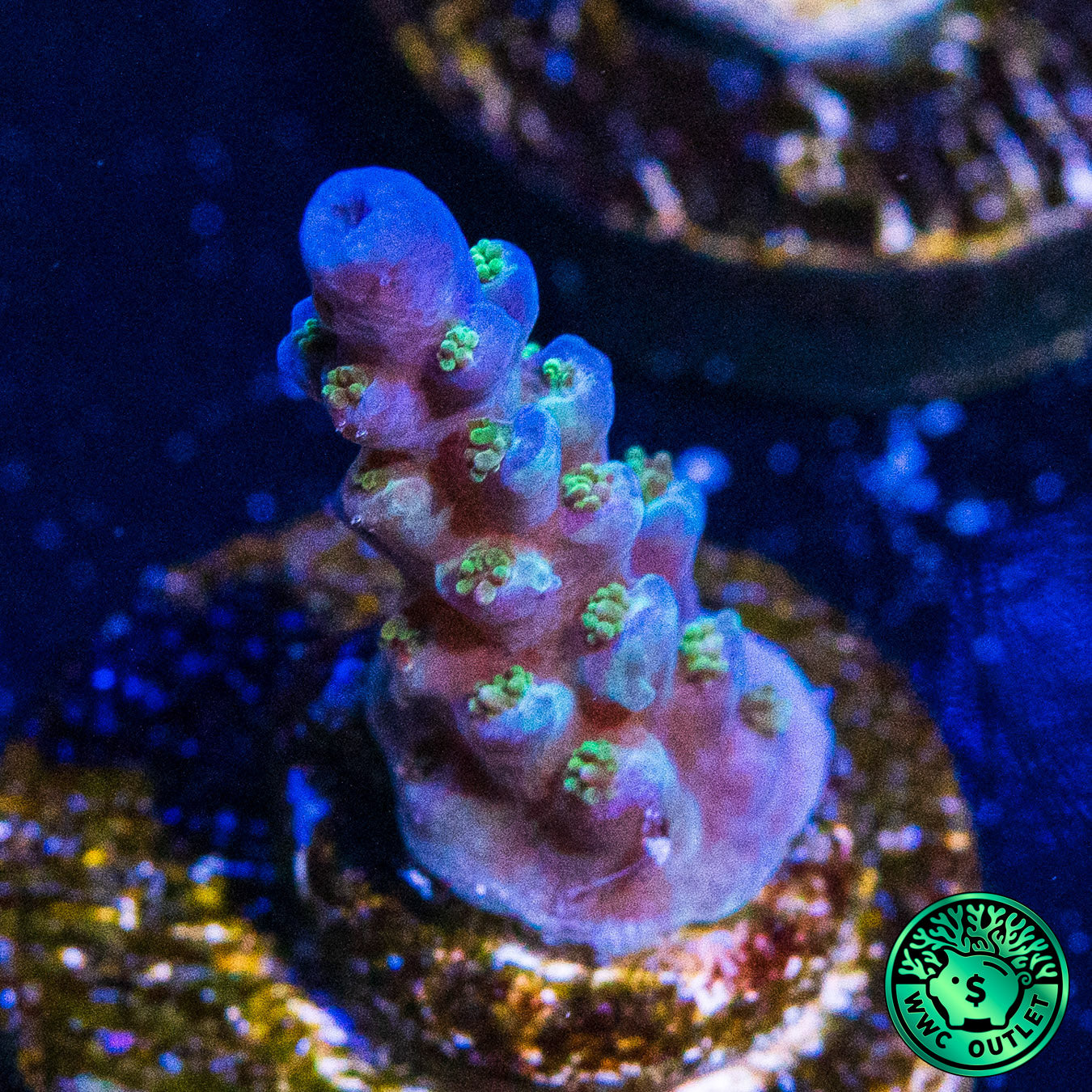 WWC Mr Freeze Acropora