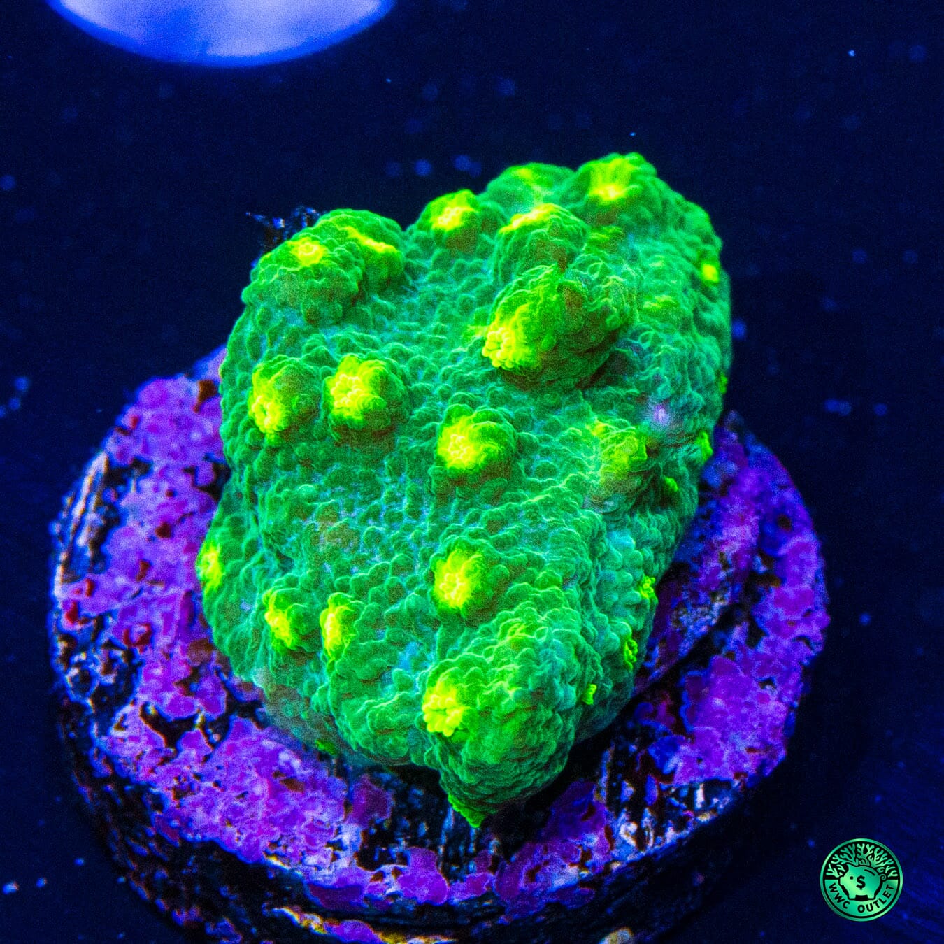 WWC Neon Astreopora - Outlet Daylight Photo