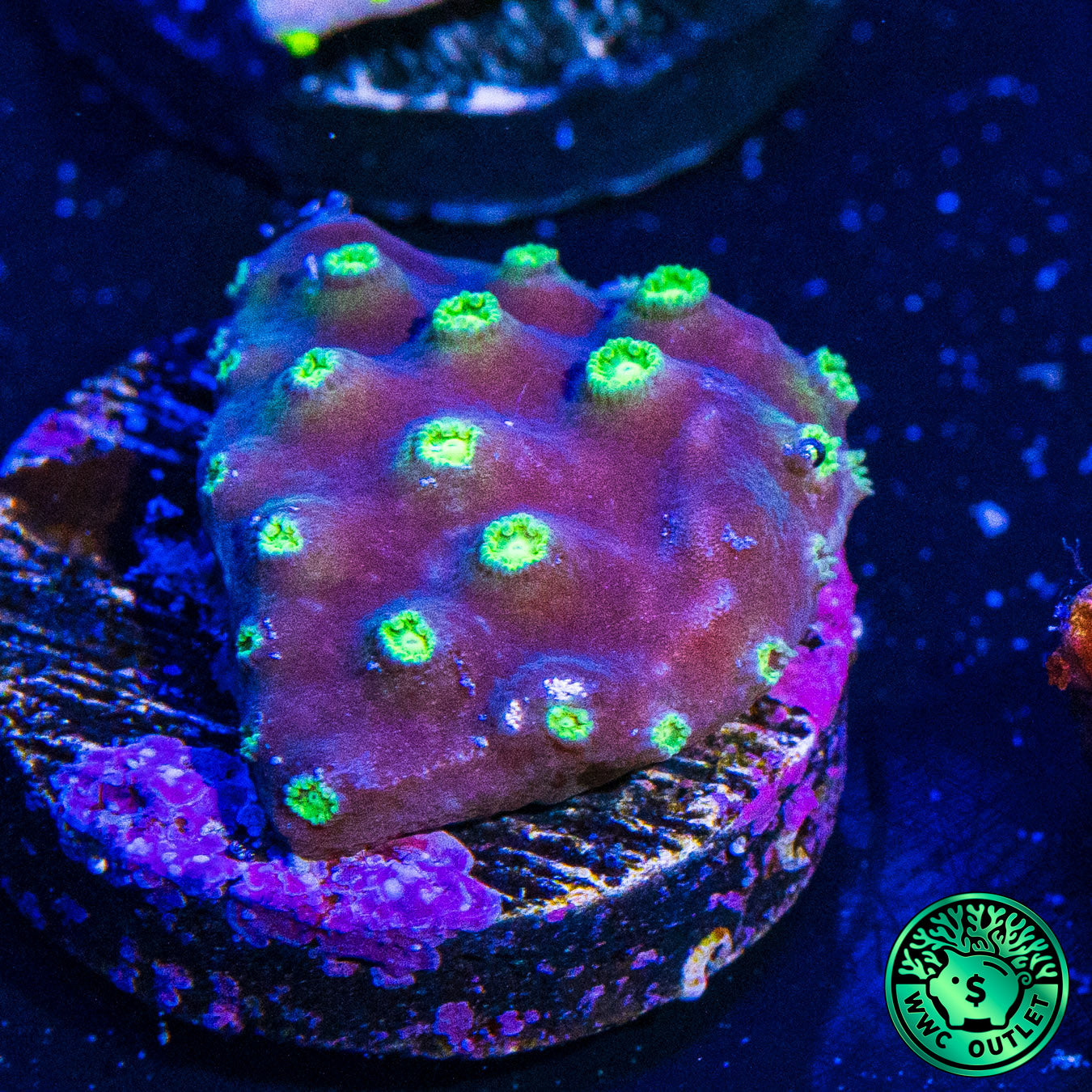 WWC Purple Scroll Turbinaria Coral
