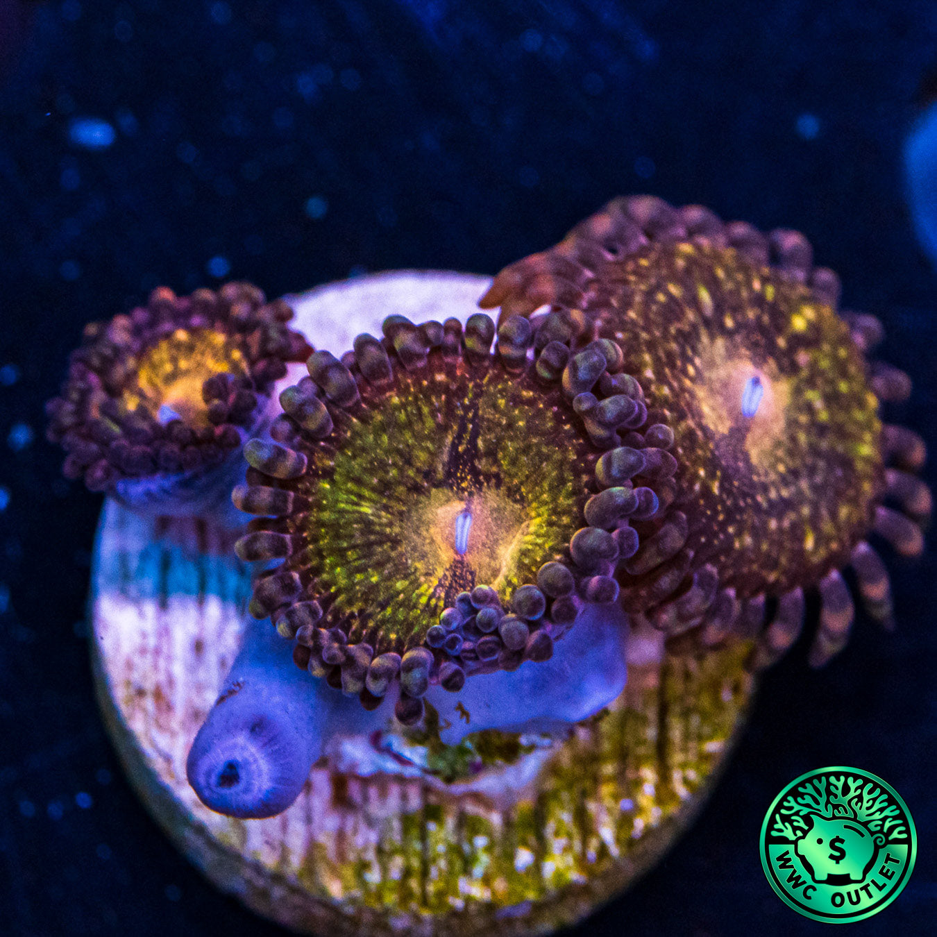 WWC Pandoras Zoanthids