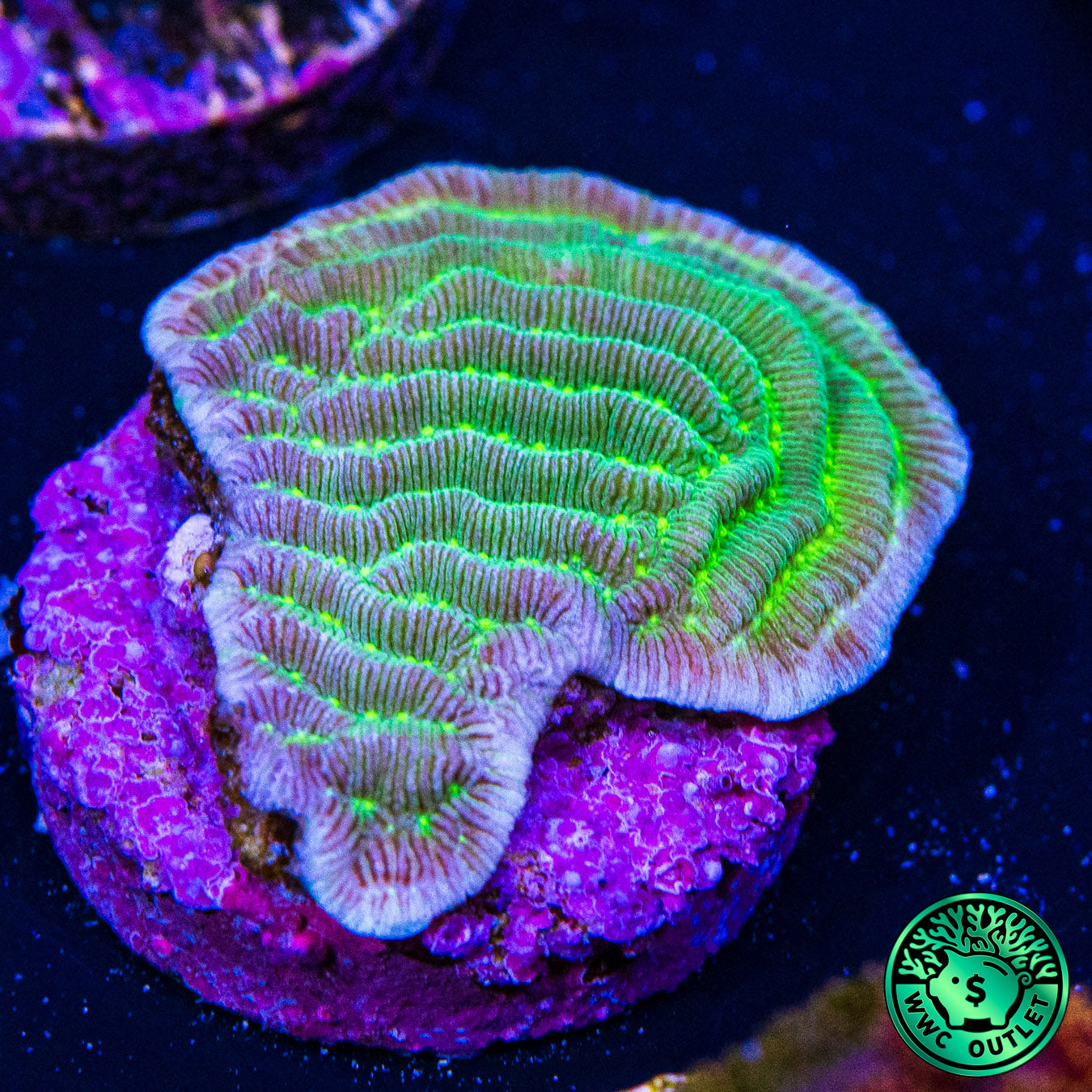 WWC Pinstripe Pachyseris Coral
