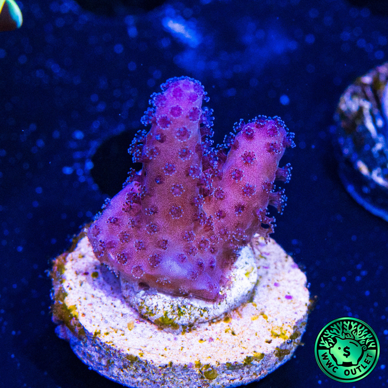 WWC Purple Stylophora Coral