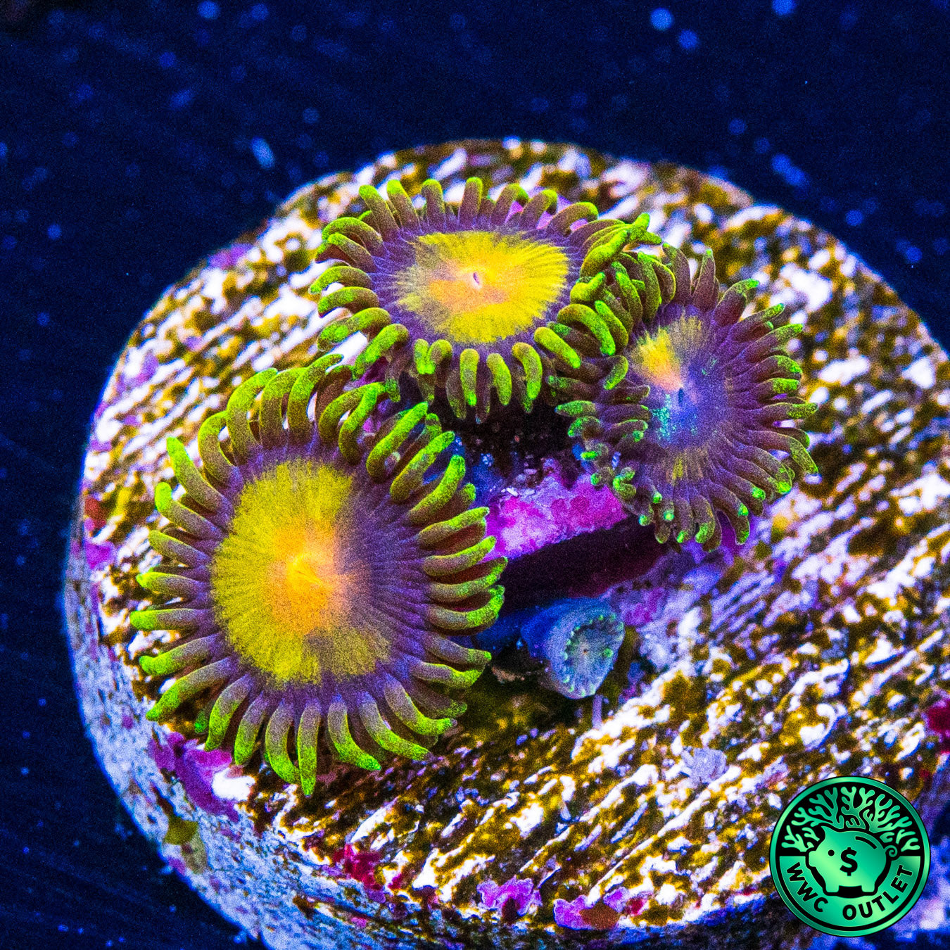 WWC Queen Midas Zoanthids