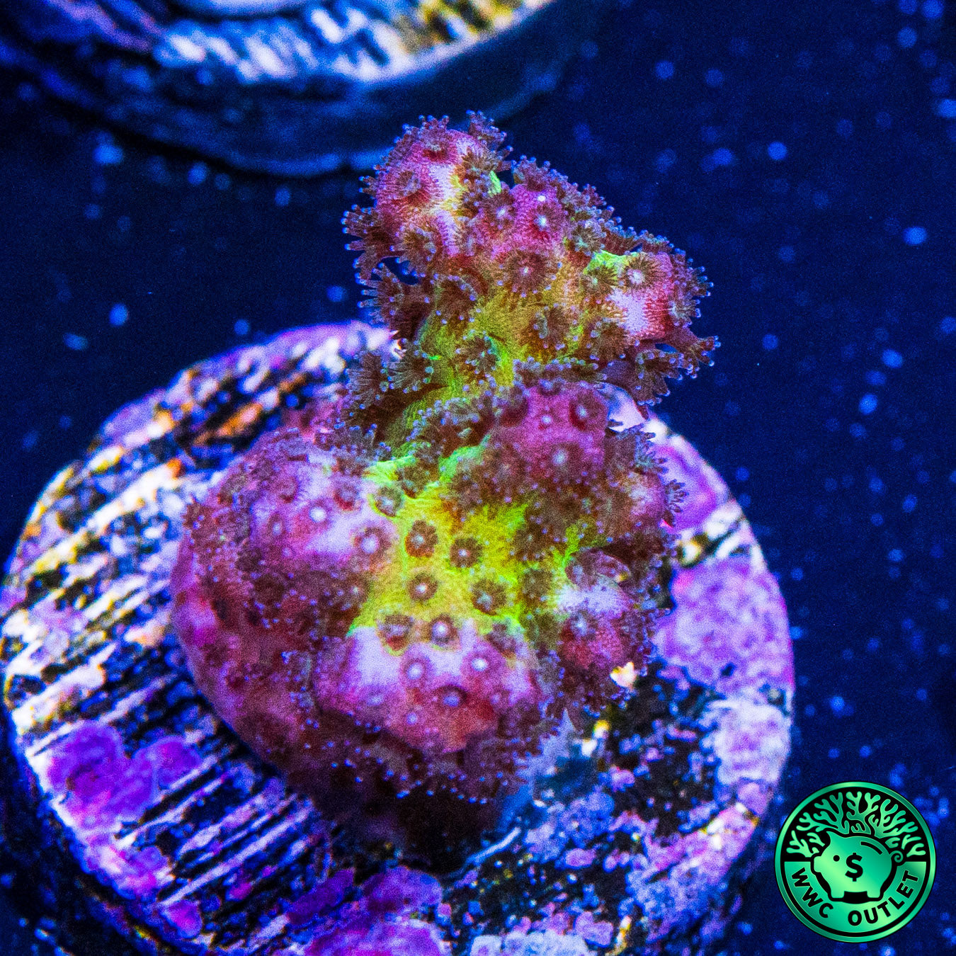 WWC Rainbow Pocillopora Coral