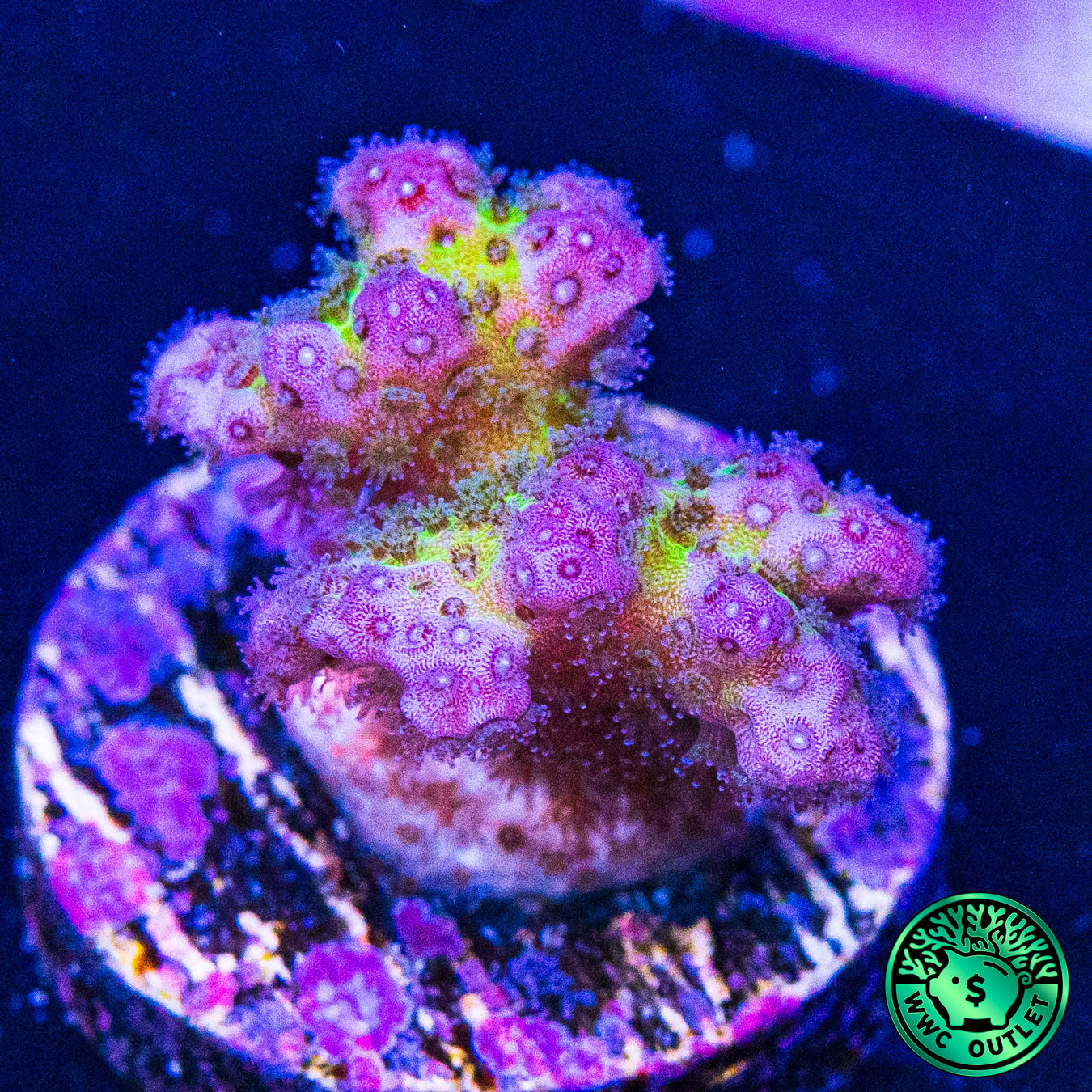 WWC Rainbow Pocillopora Coral