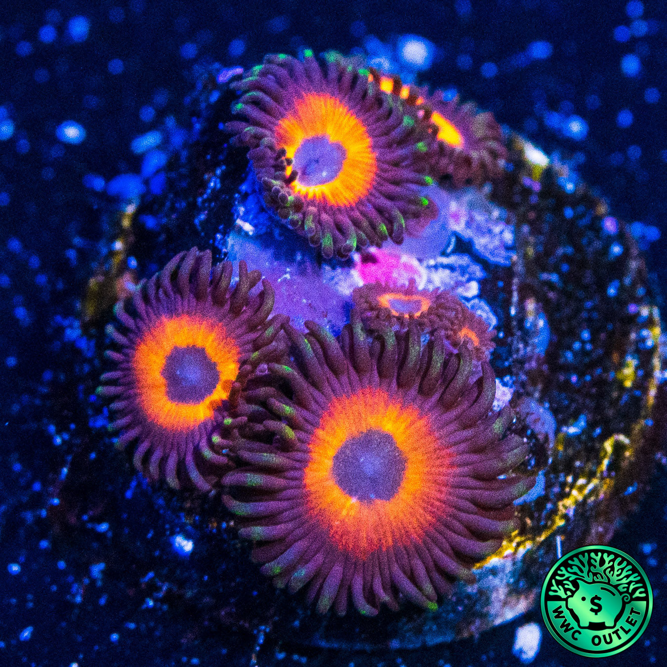 WWC Red Bull Zoanthids