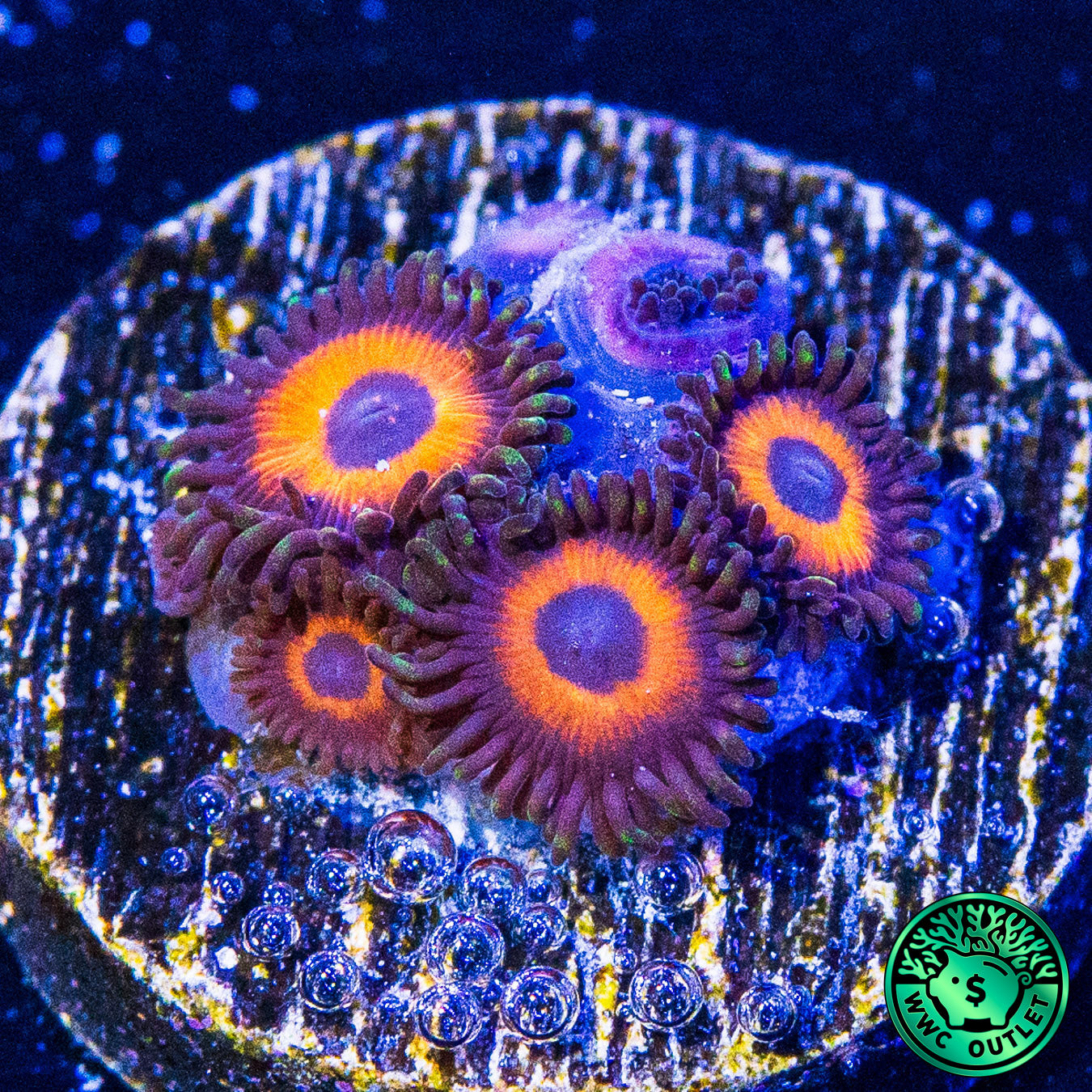 WWC Red Bull Zoanthids