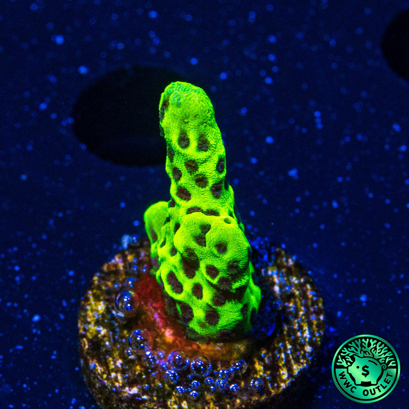 WWC Slimeball Spongodes Montipora Coral