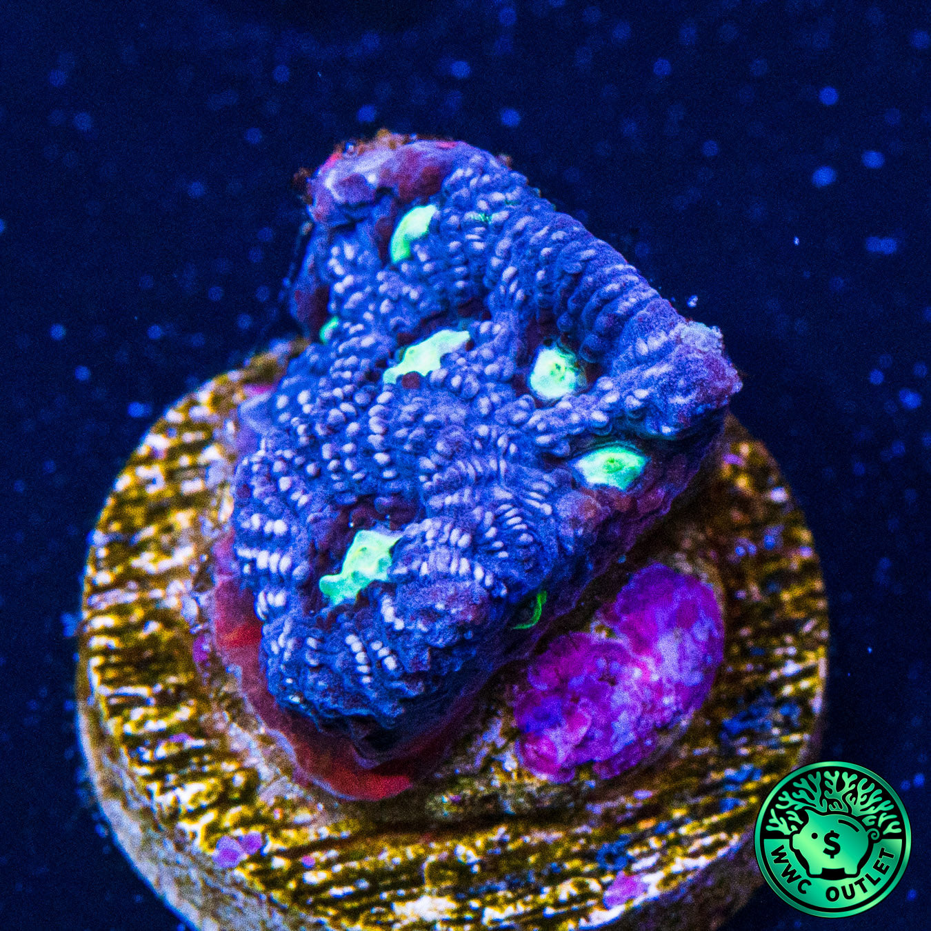 WWC Snow Dragon Favites Coral