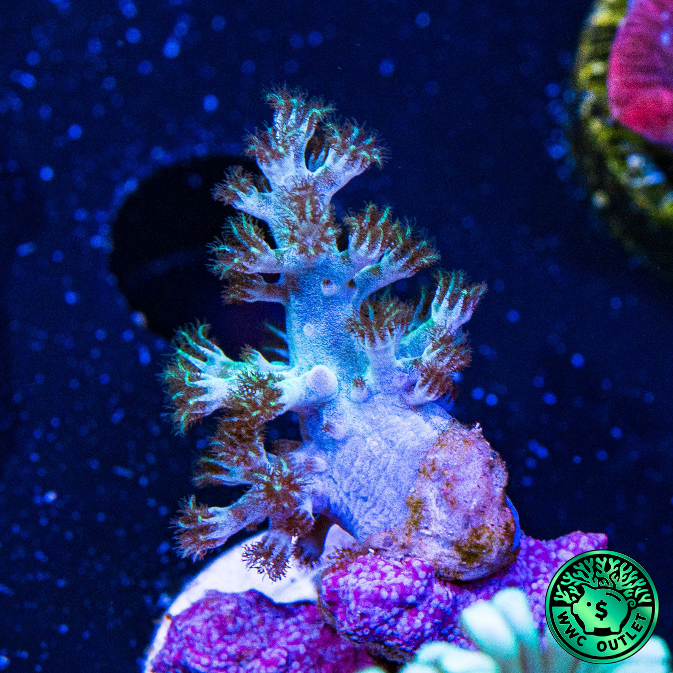 WWC Solomon Hairy Leather Coral