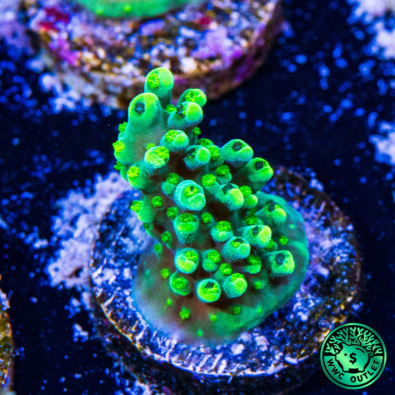 WWC Solomon Split Acropora