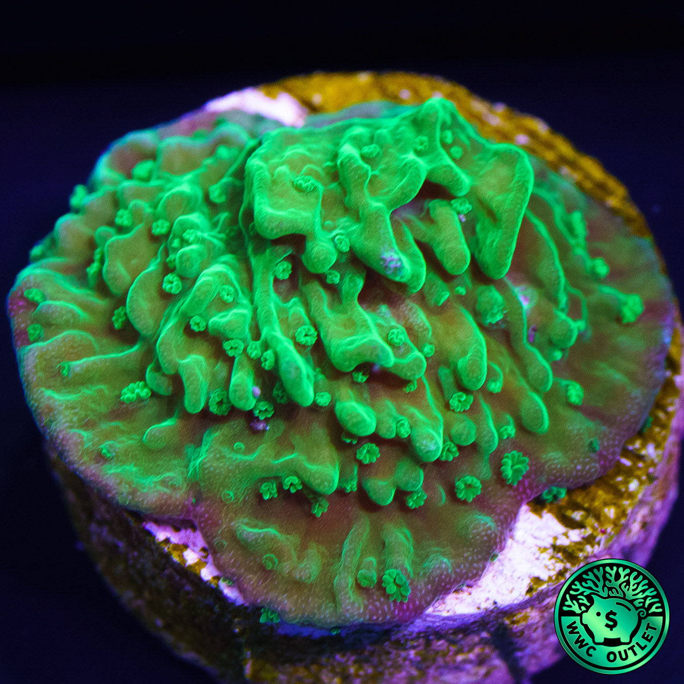 WWC Spearmint Montipora Coral