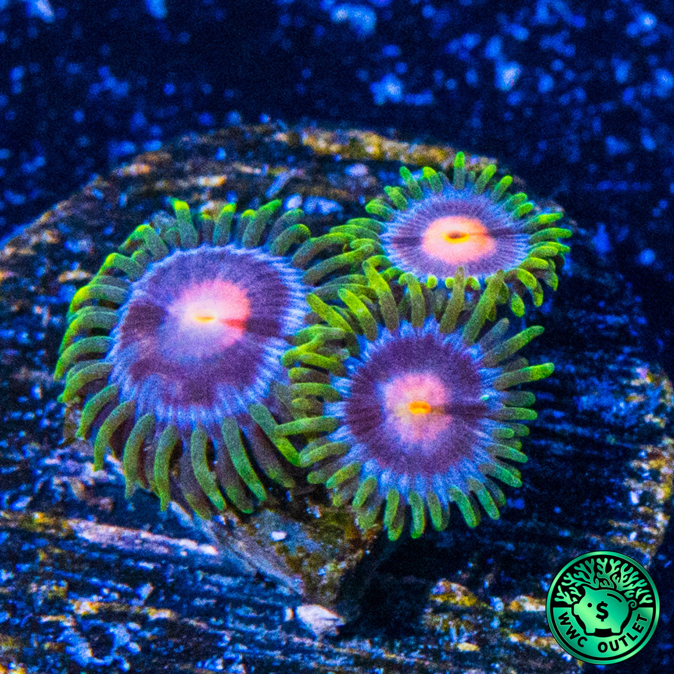 WWC Sweet Tooth Zoanthids