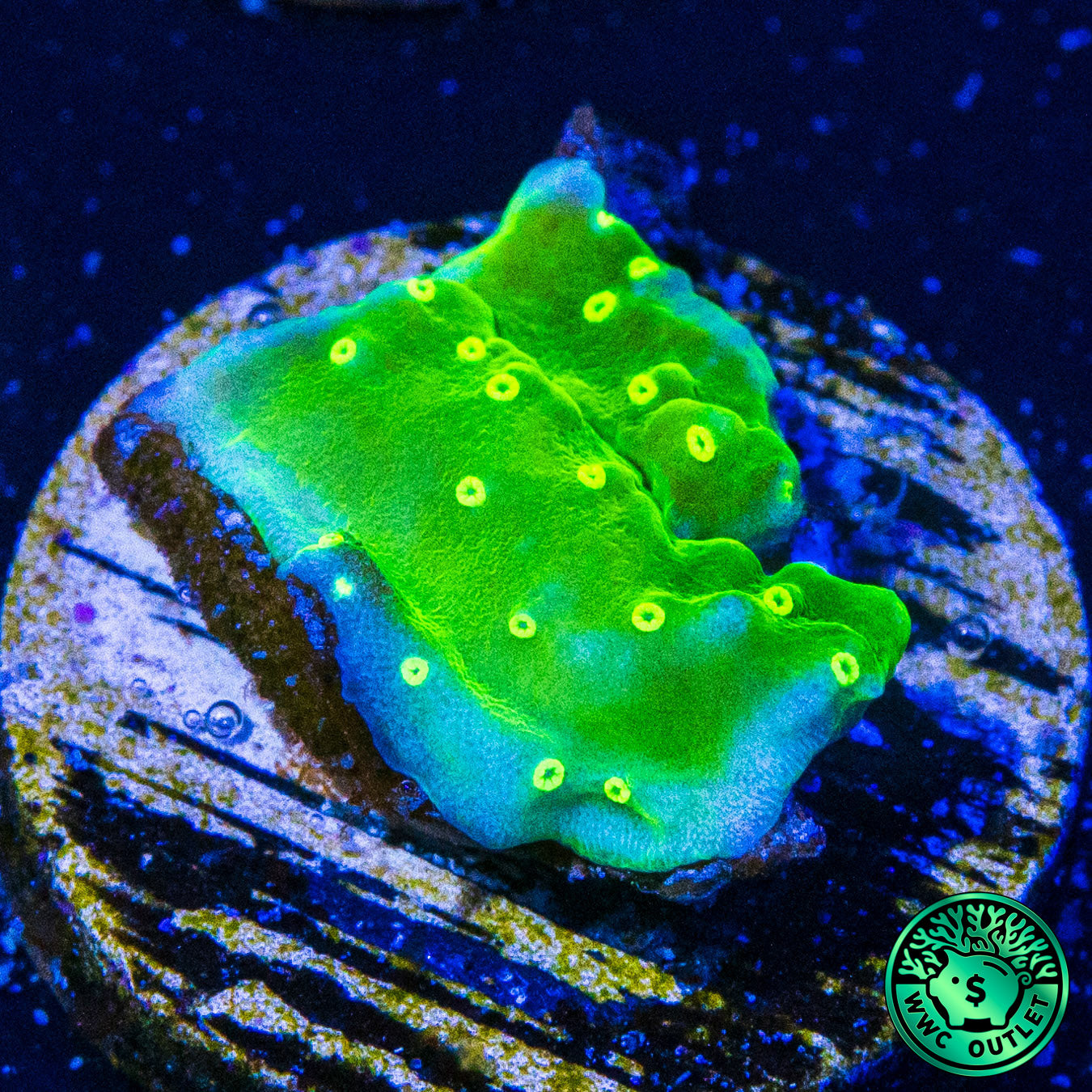 WWC Toxic Glow Montipora Coral