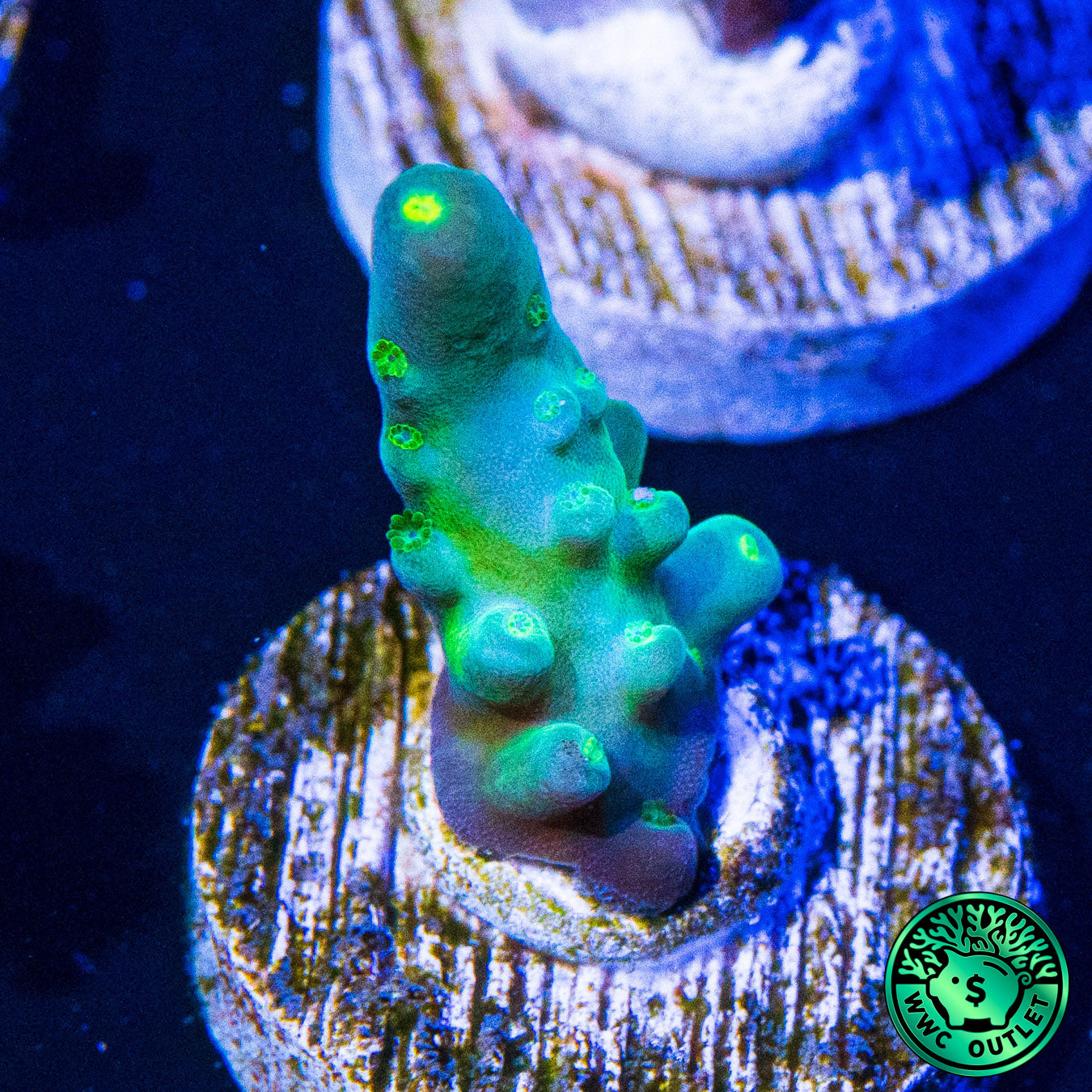 WWC Viper Sting Acropora