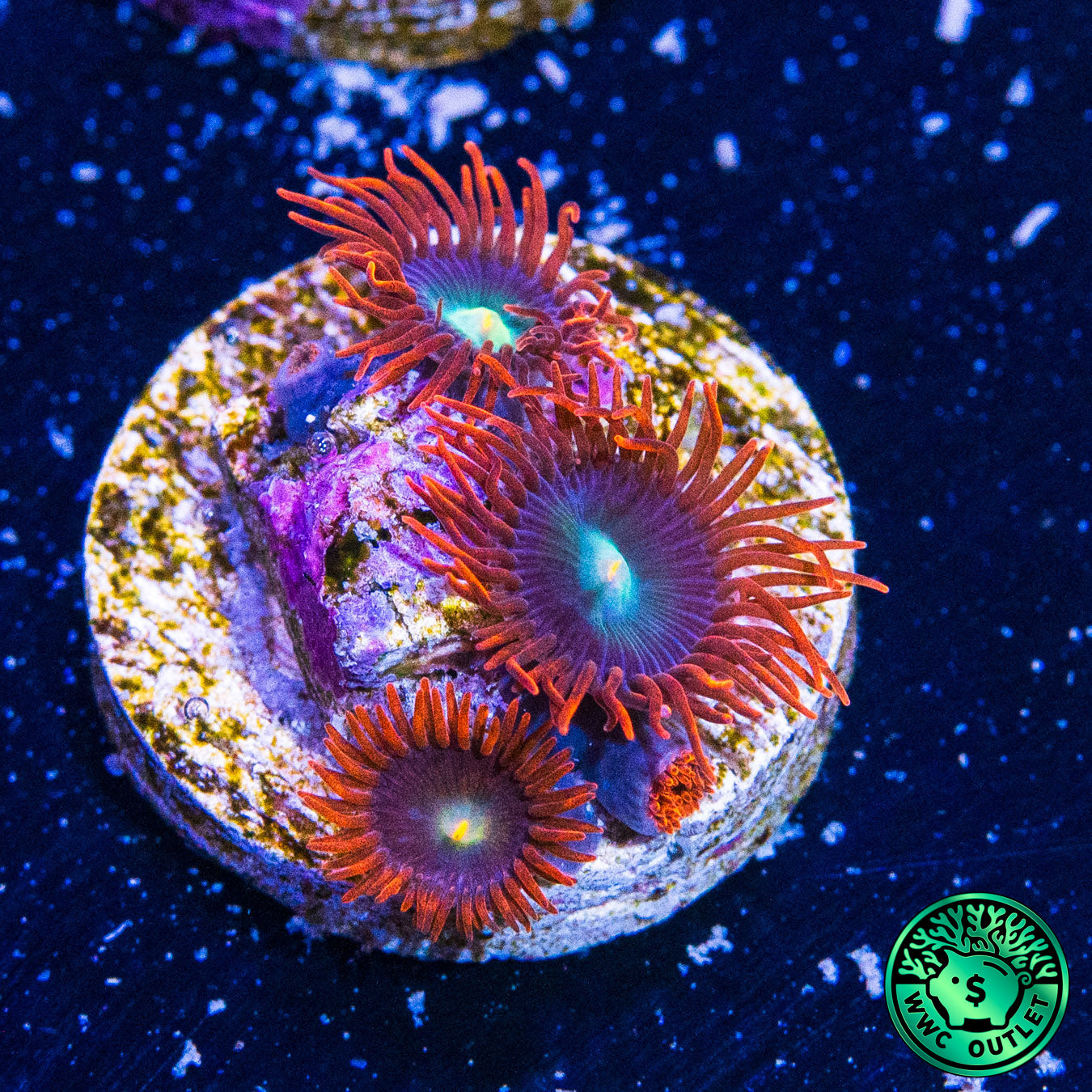 WWC Wildfire Zoanthids