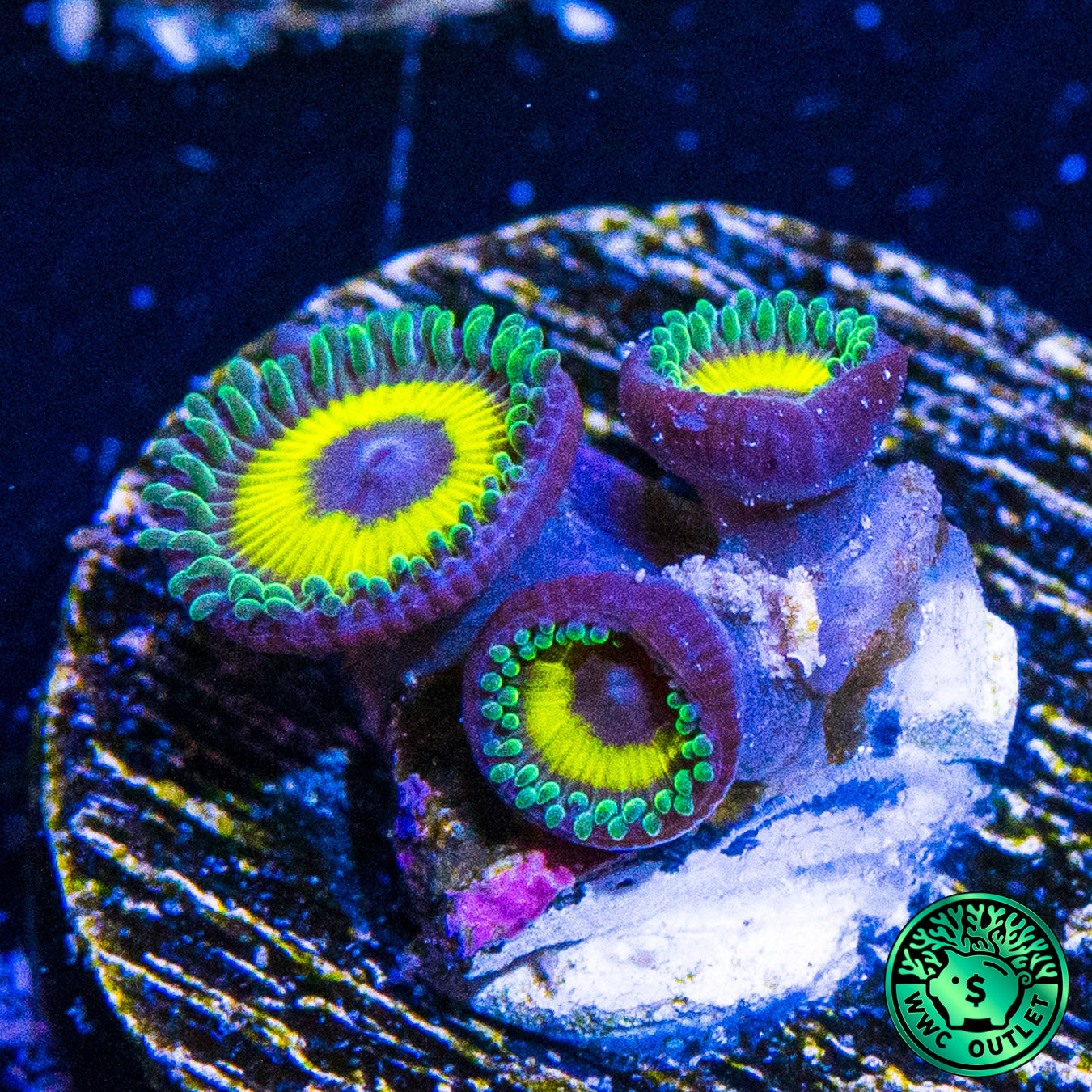 WWC Yellow Submarine Zoanthids