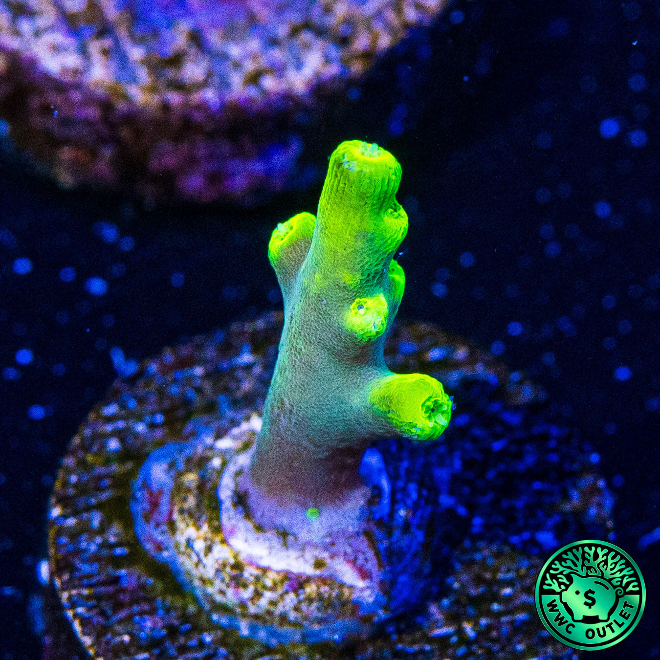 WWC Yoda Acropora