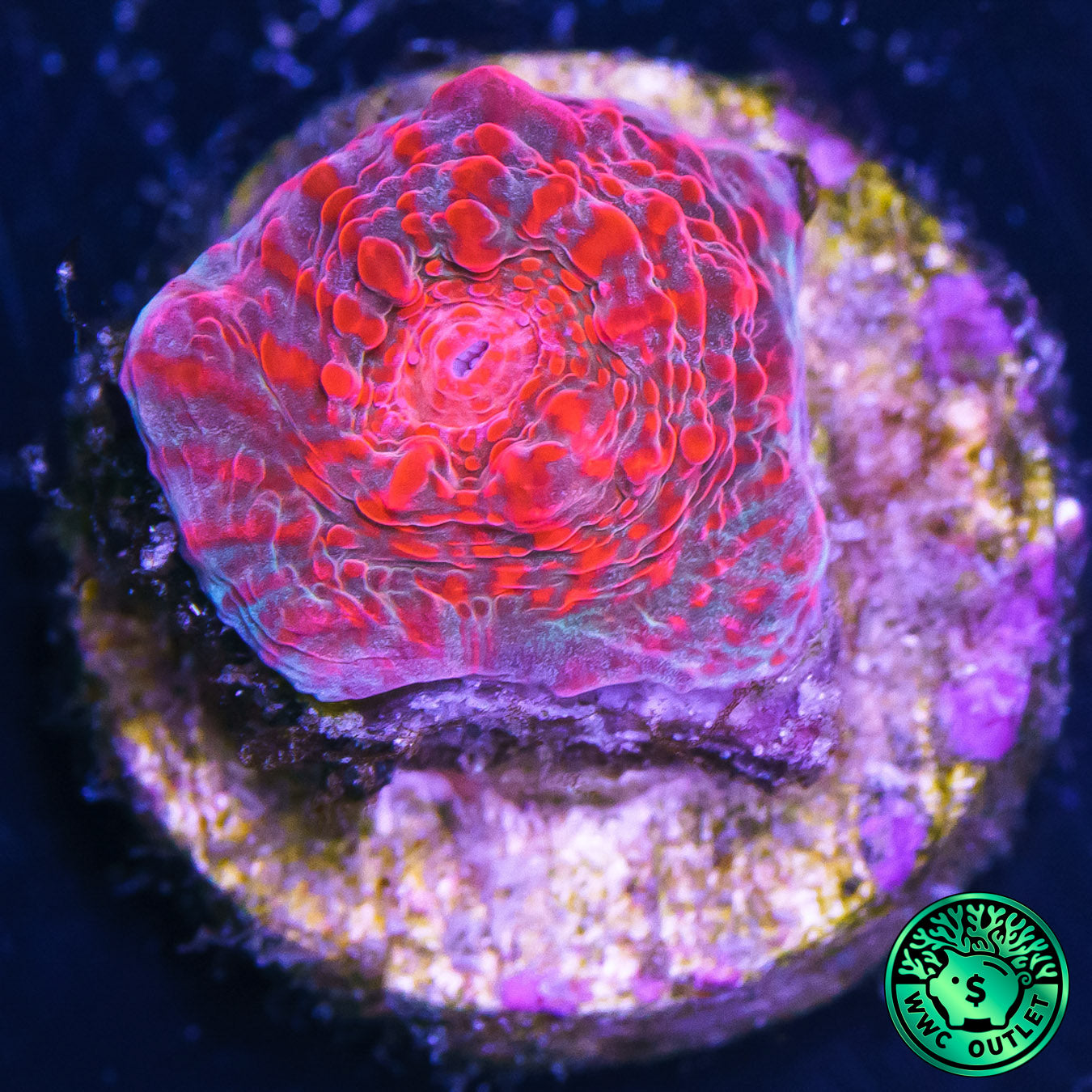 WWC Cherry Garcia Chalice Coral