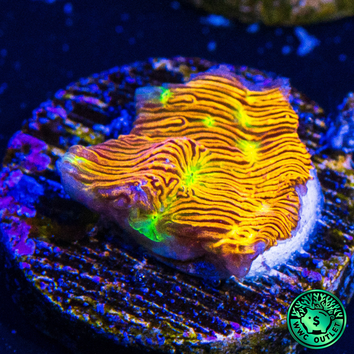 Jason Fox Jack-O-Lantern Leptoseris Coral