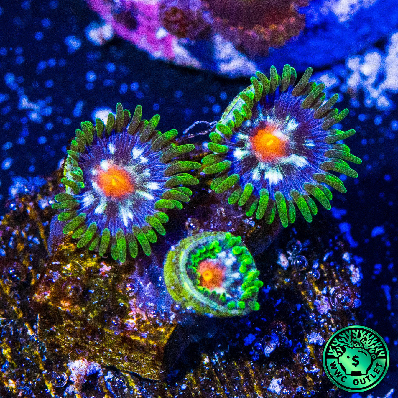 Jason Fox Stargazer Zoanthids