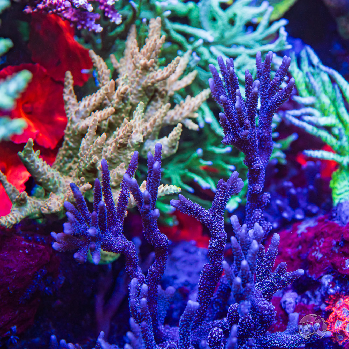 ORA German Blue Digitata Montipora Coral