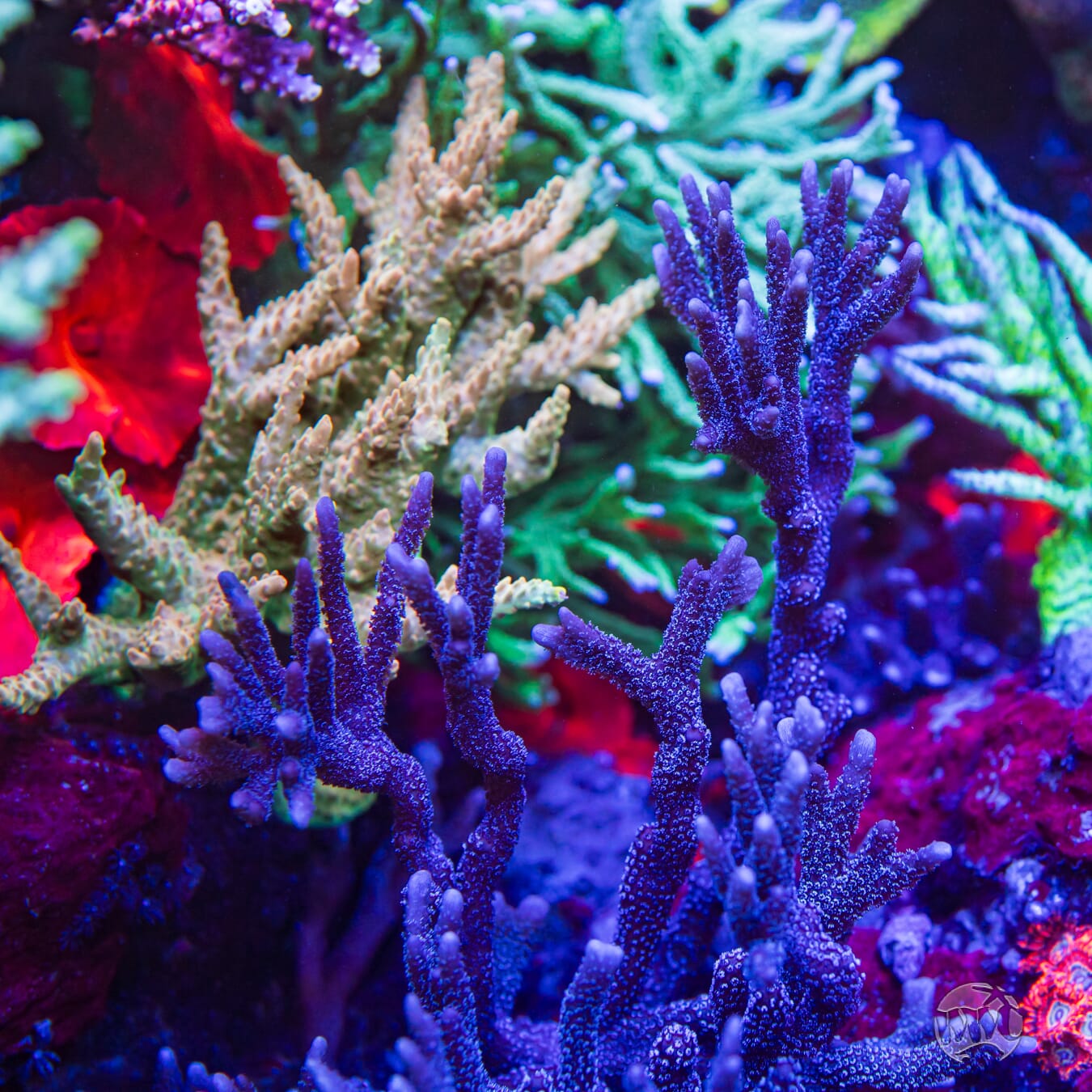 ORA German Blue Digitata Montipora - Mother Colony
