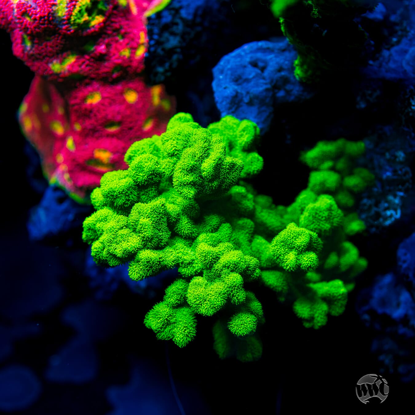 ORA Kelly Green Psammocora - Mother Colony