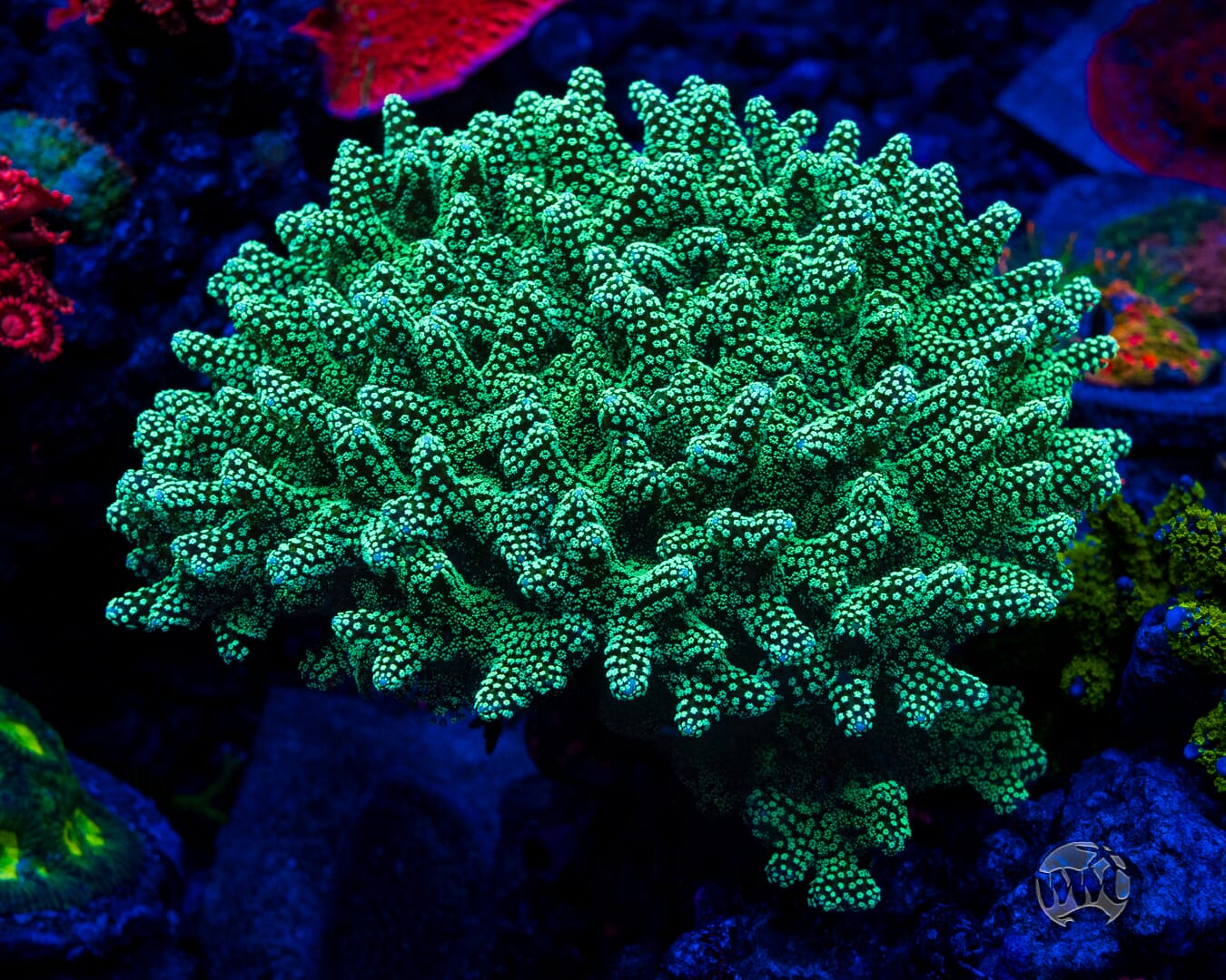 ORA Neon Birdsnest Coral