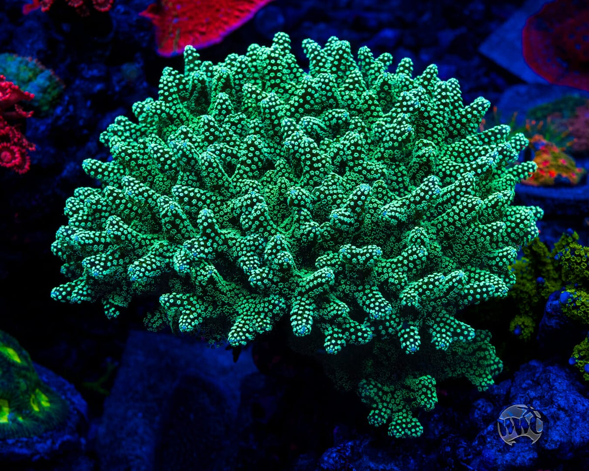 ORA Neon Birdsnest - Mother Colony Photo