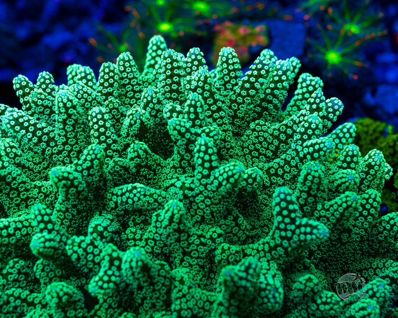 ORA Neon Birdsnest Coral