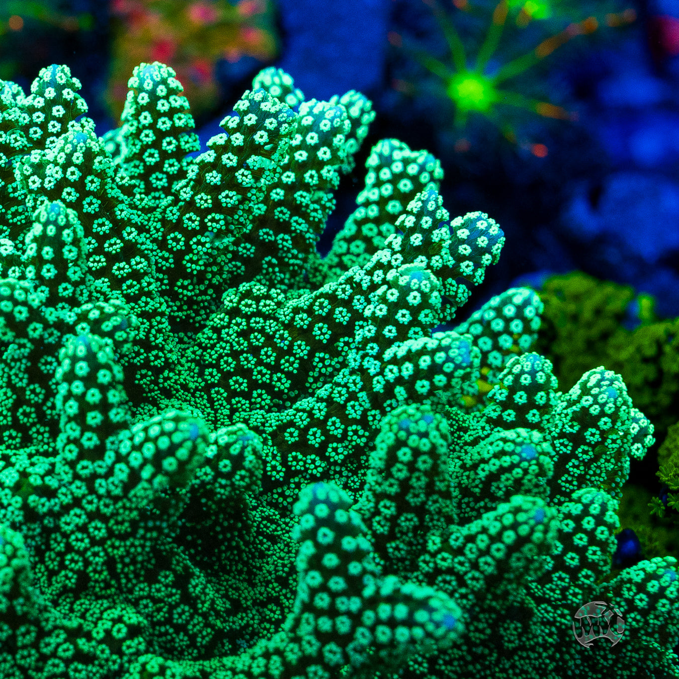 ORA Neon Birdsnest Coral